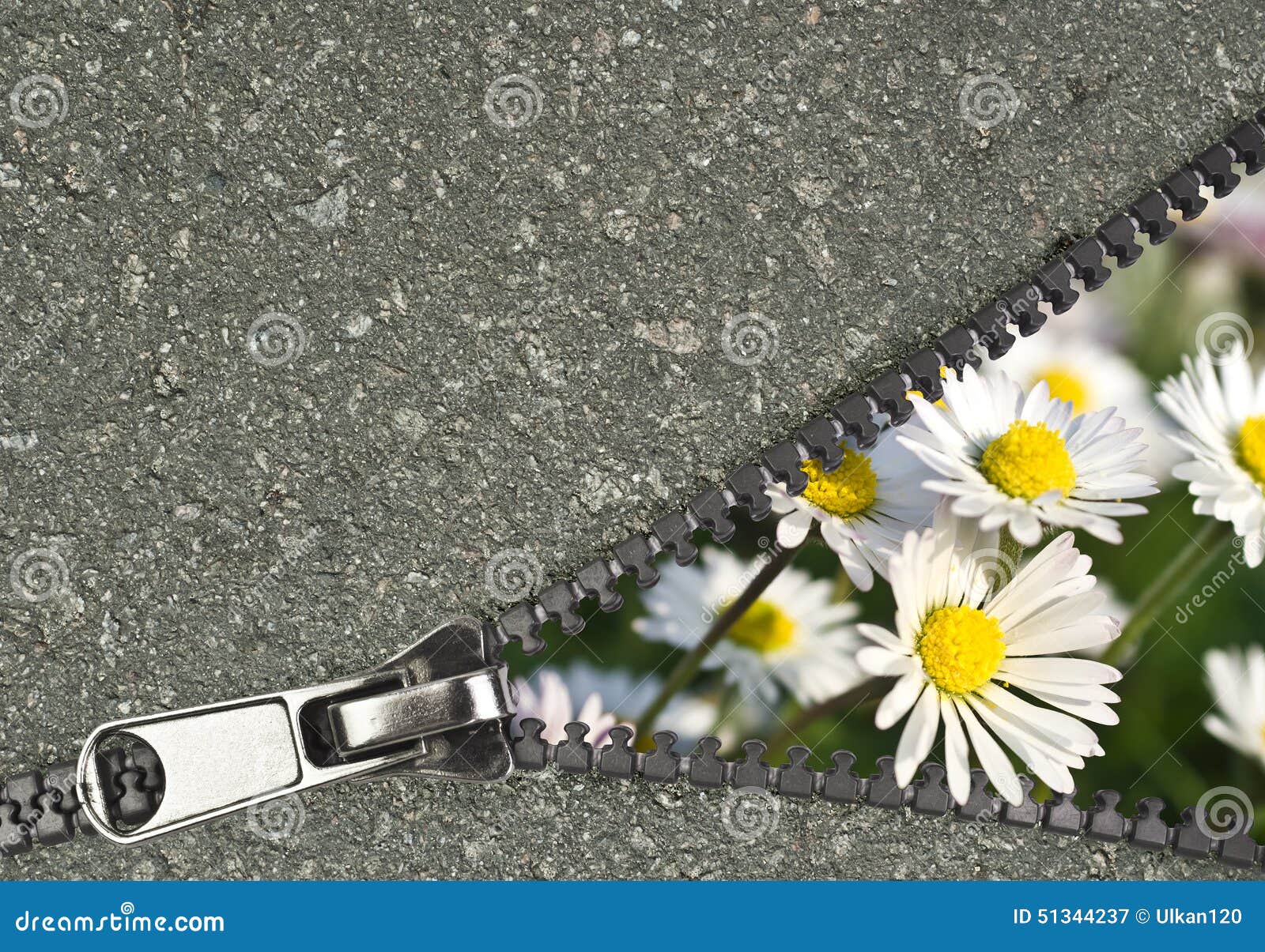 Flower hidden behind a zip stock image. Image of peace 51344237