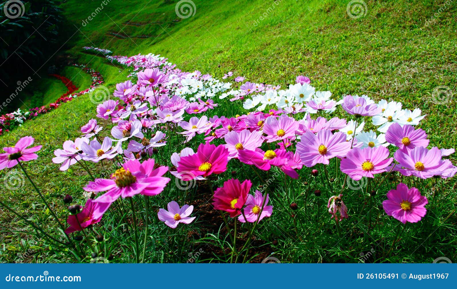 Flower in the hill stock image. Image of leaf, herb, pattern 26105491