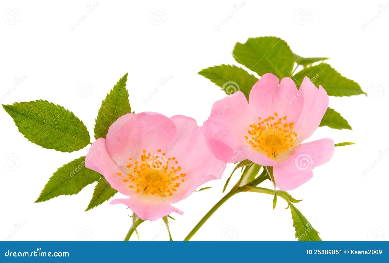 Flower hips isolated stock image. Image of leaf, petal - 25889851