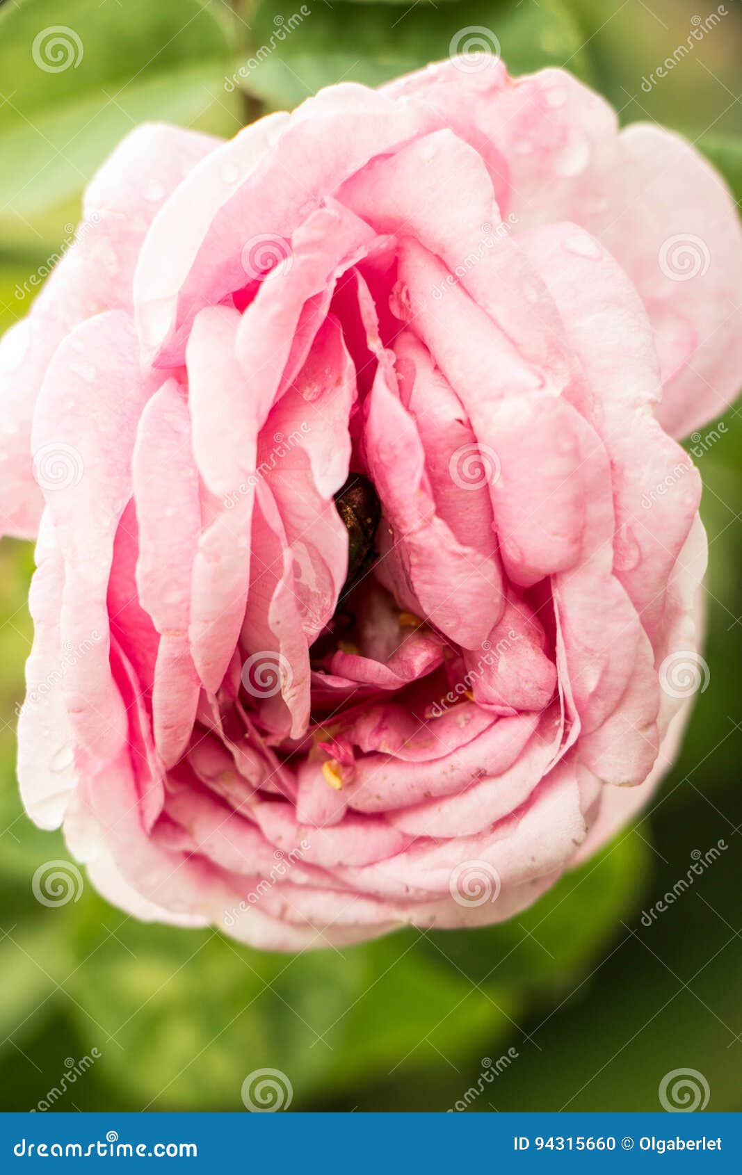 441 Pink Clitoris Stock Photos picture