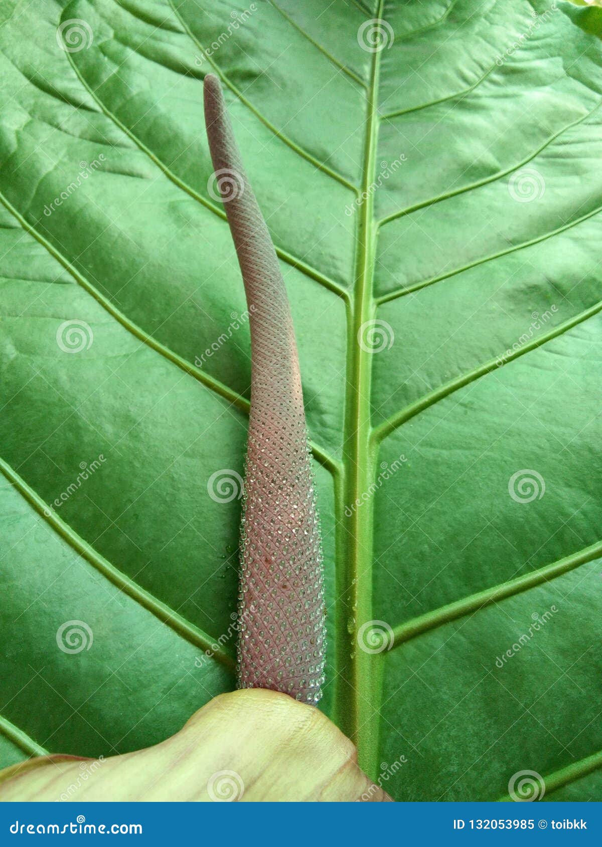 Flower with Honeydew on Green Leaf of Anthurium Plowmanii, Wave of ...