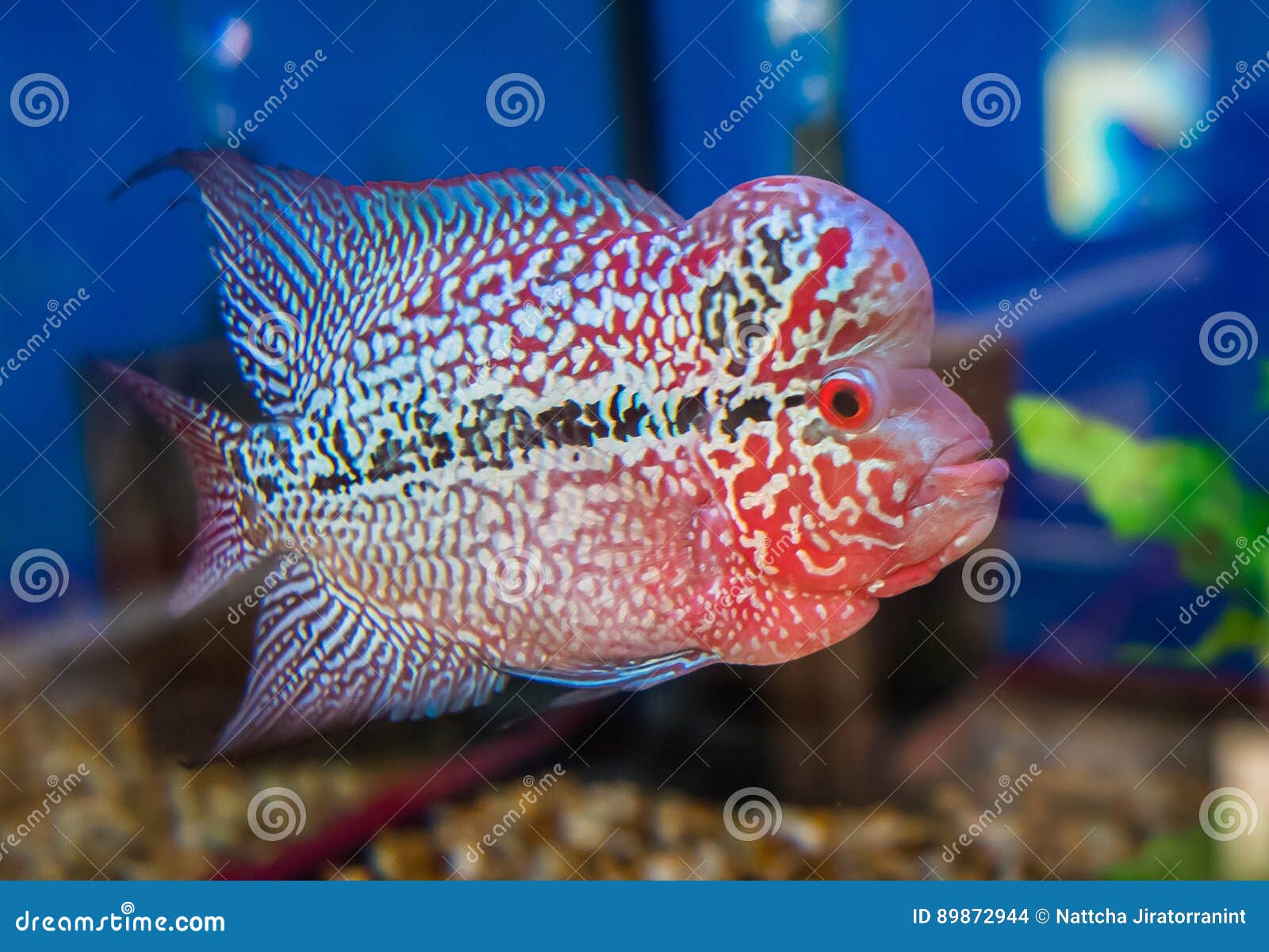 Flower Horn Fish stock photo. Image of aquarium, fish 89872944