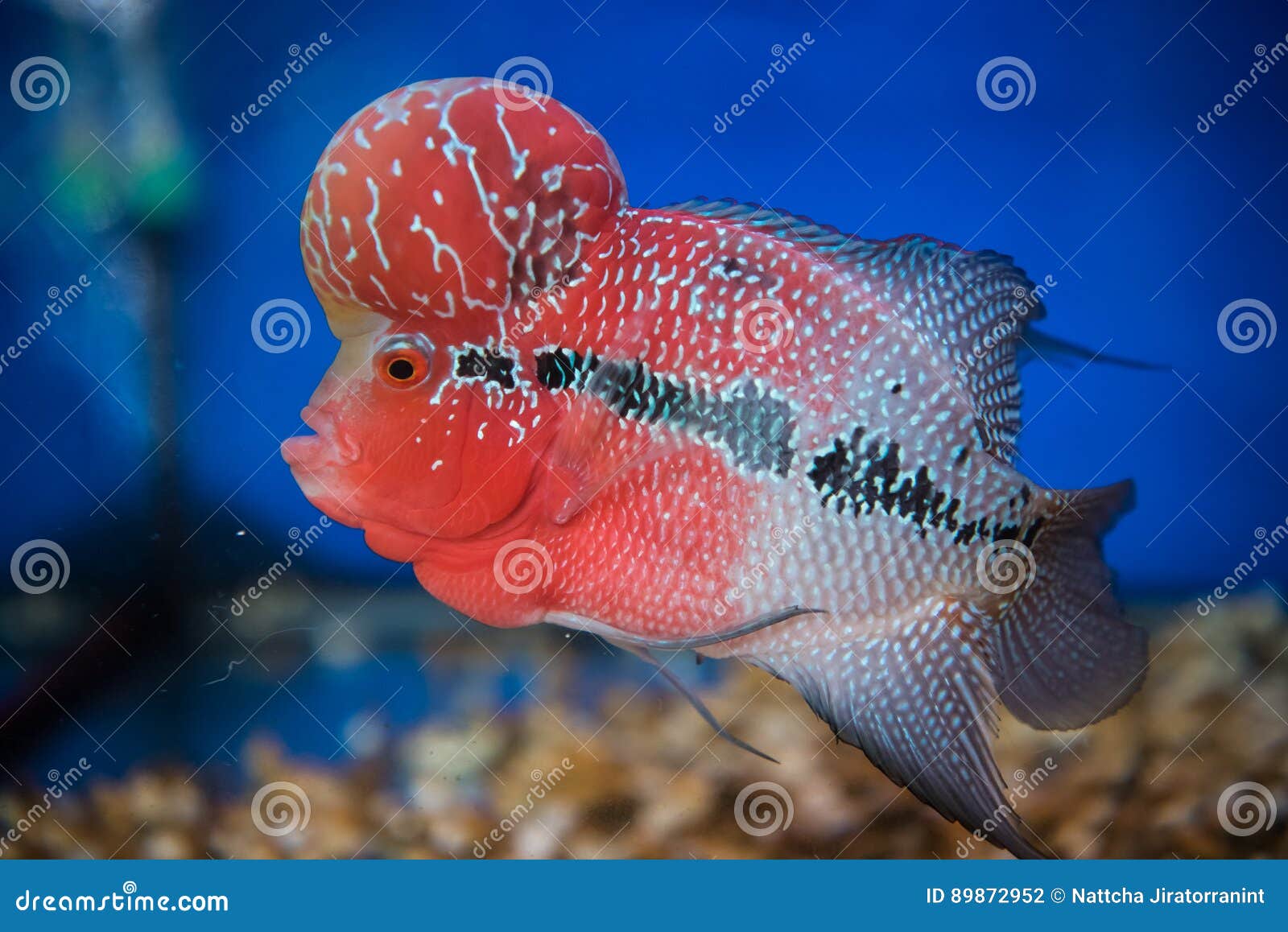 Flower Horn Fish stock photo. Image of horn, fish, aquarium 89872952