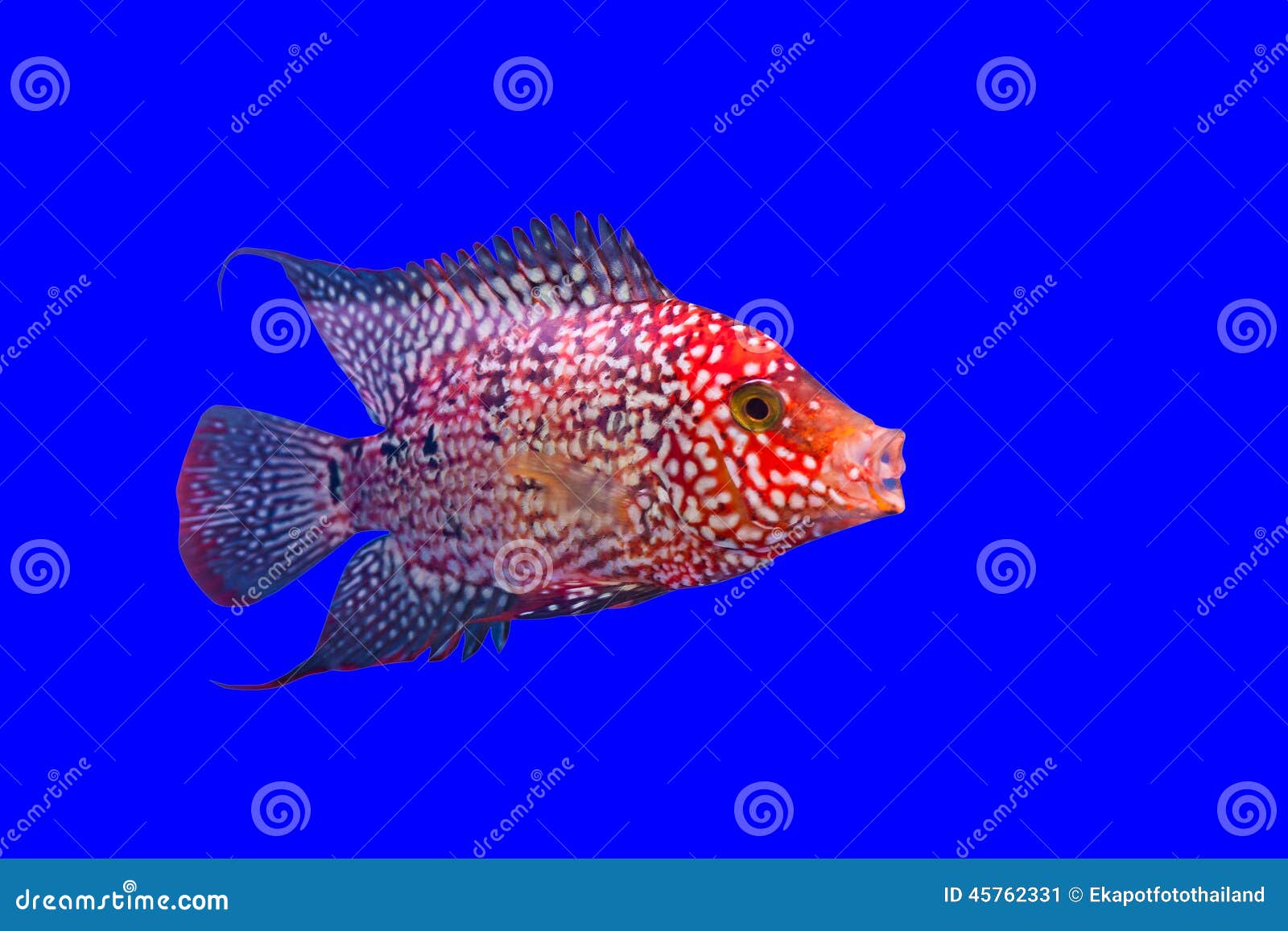 Flower horn fish stock image. Image of horn, action, face 45762331