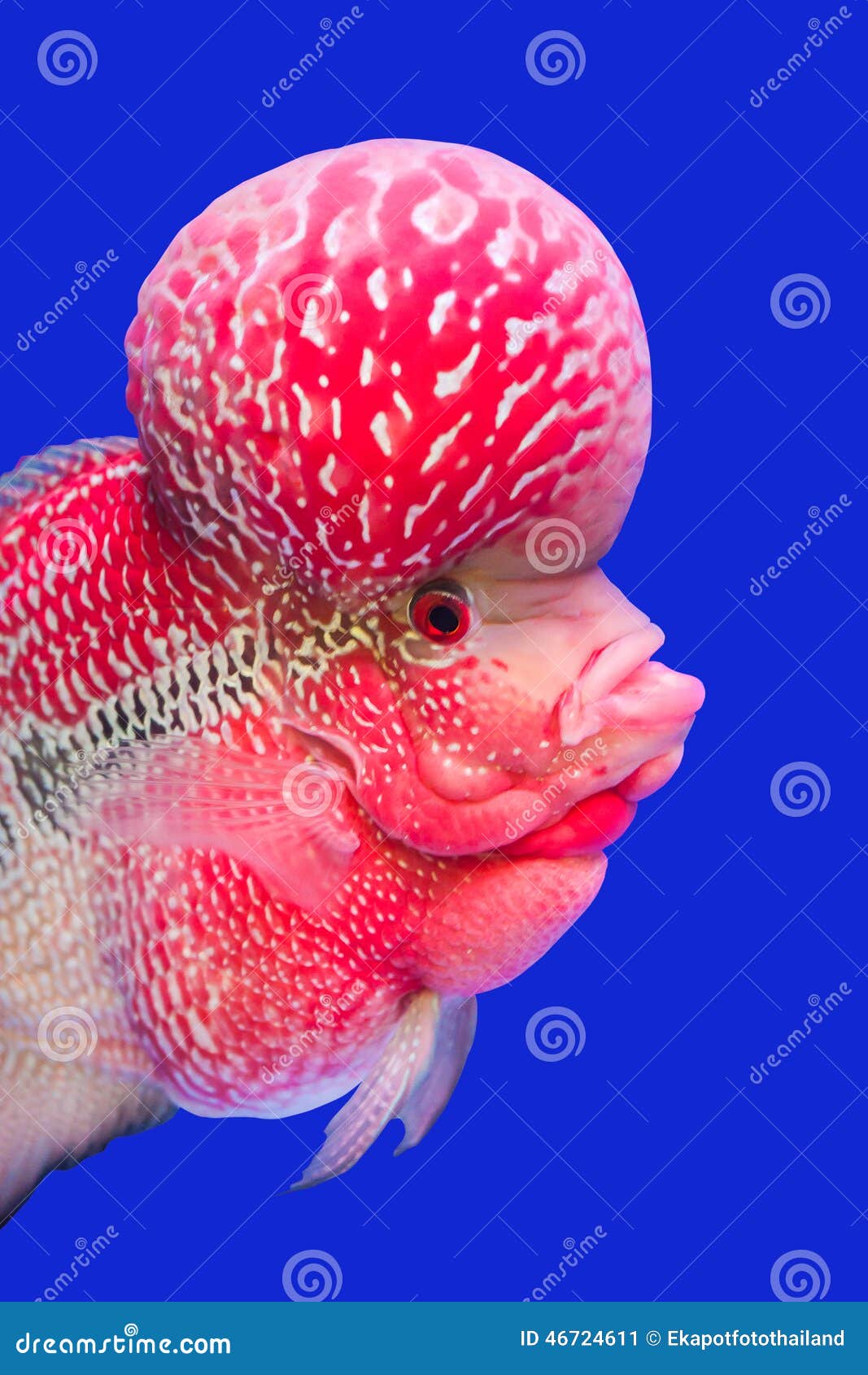 Flower horn fish stock image. Image of aquarium, mouth 46724611