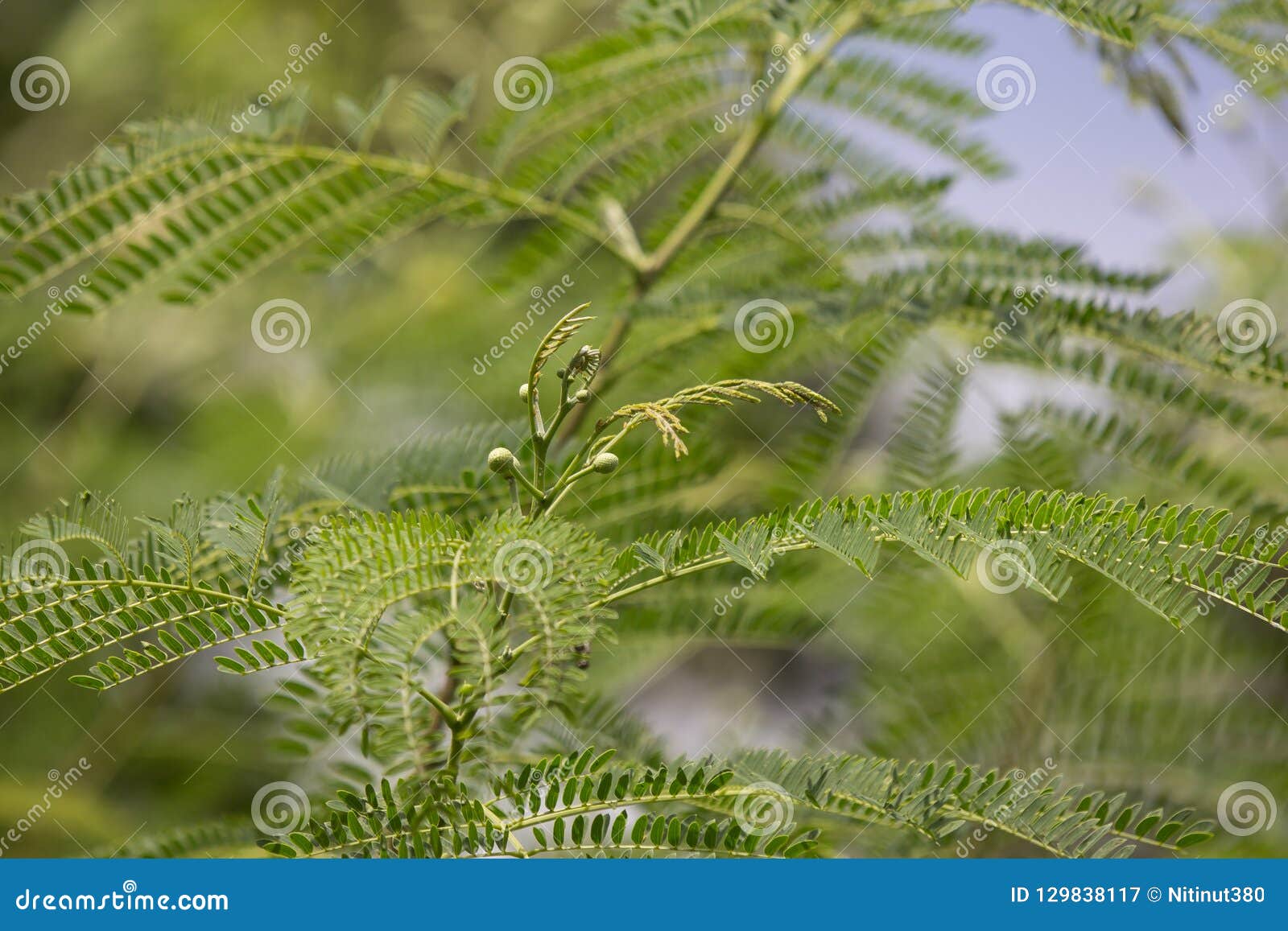 flower of horse tamarind tree