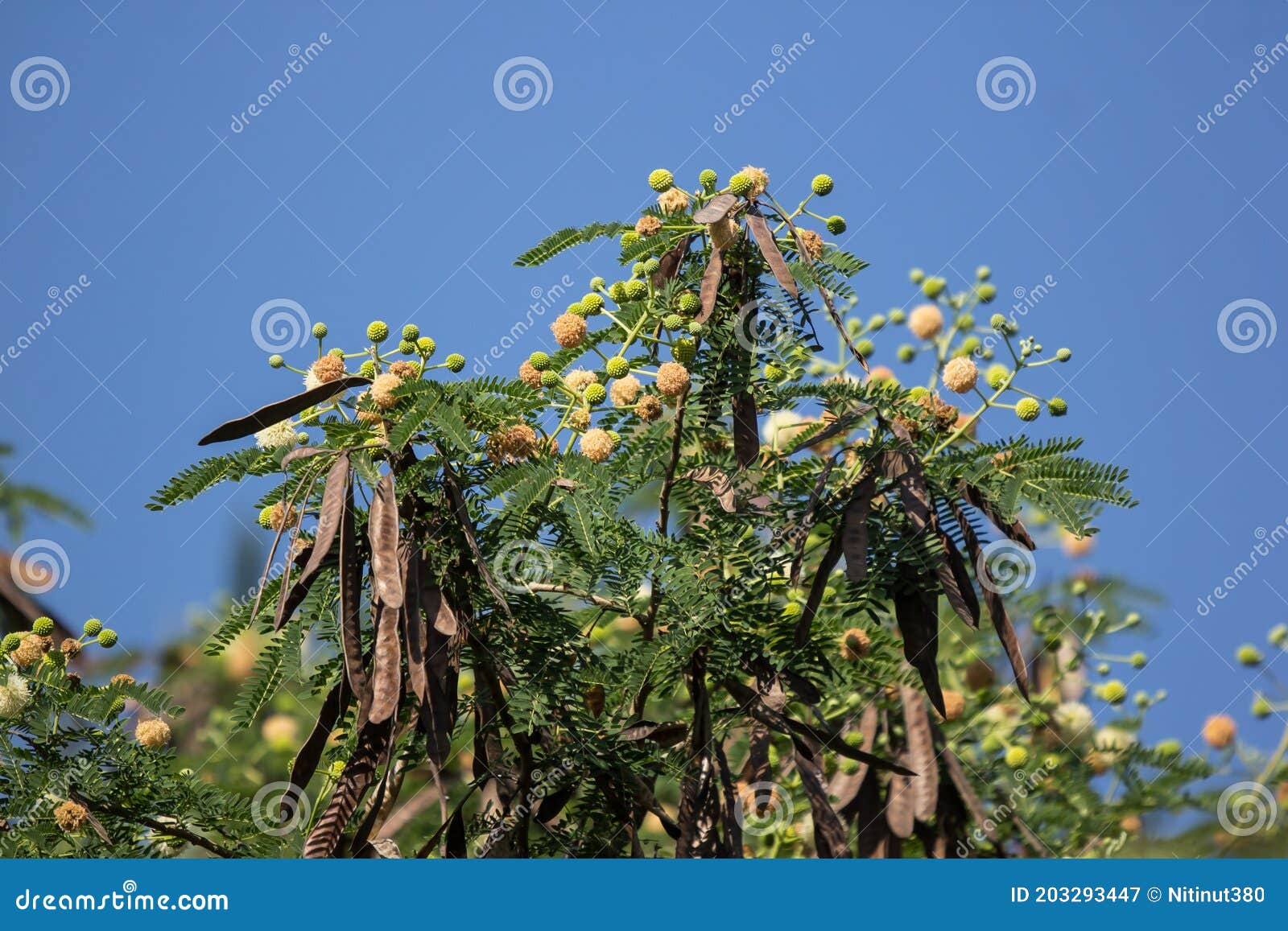 Flower Of Horse Tamarind Tree Stock Image Image Of Nature Plant