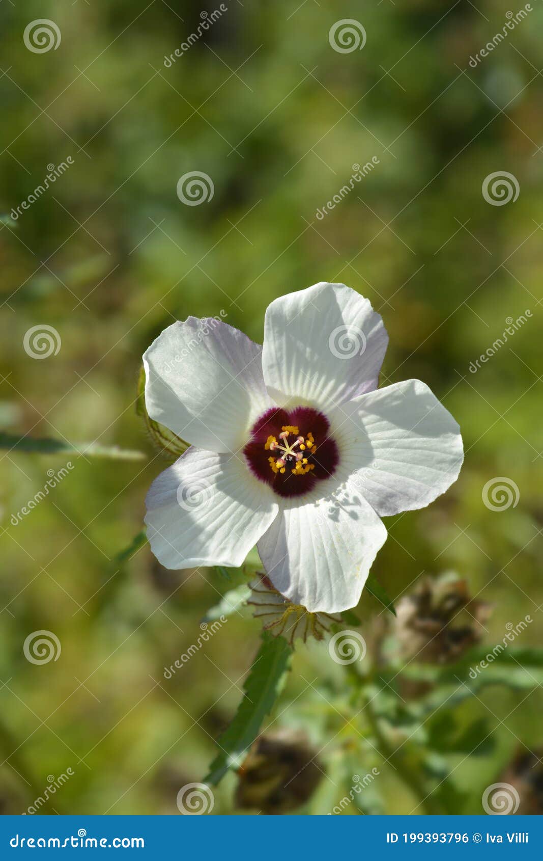 Flowerofanhour stock photo. Image of bladder, ketmia 199393796