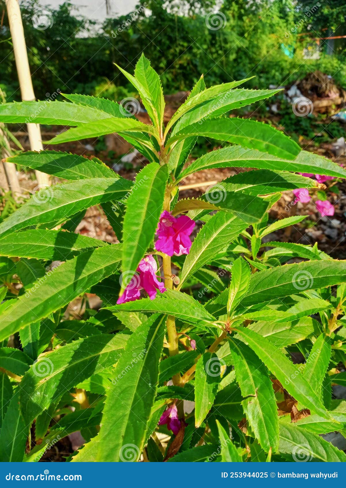 The Flower from Impatiens Balsamina Stock Image Image of forest