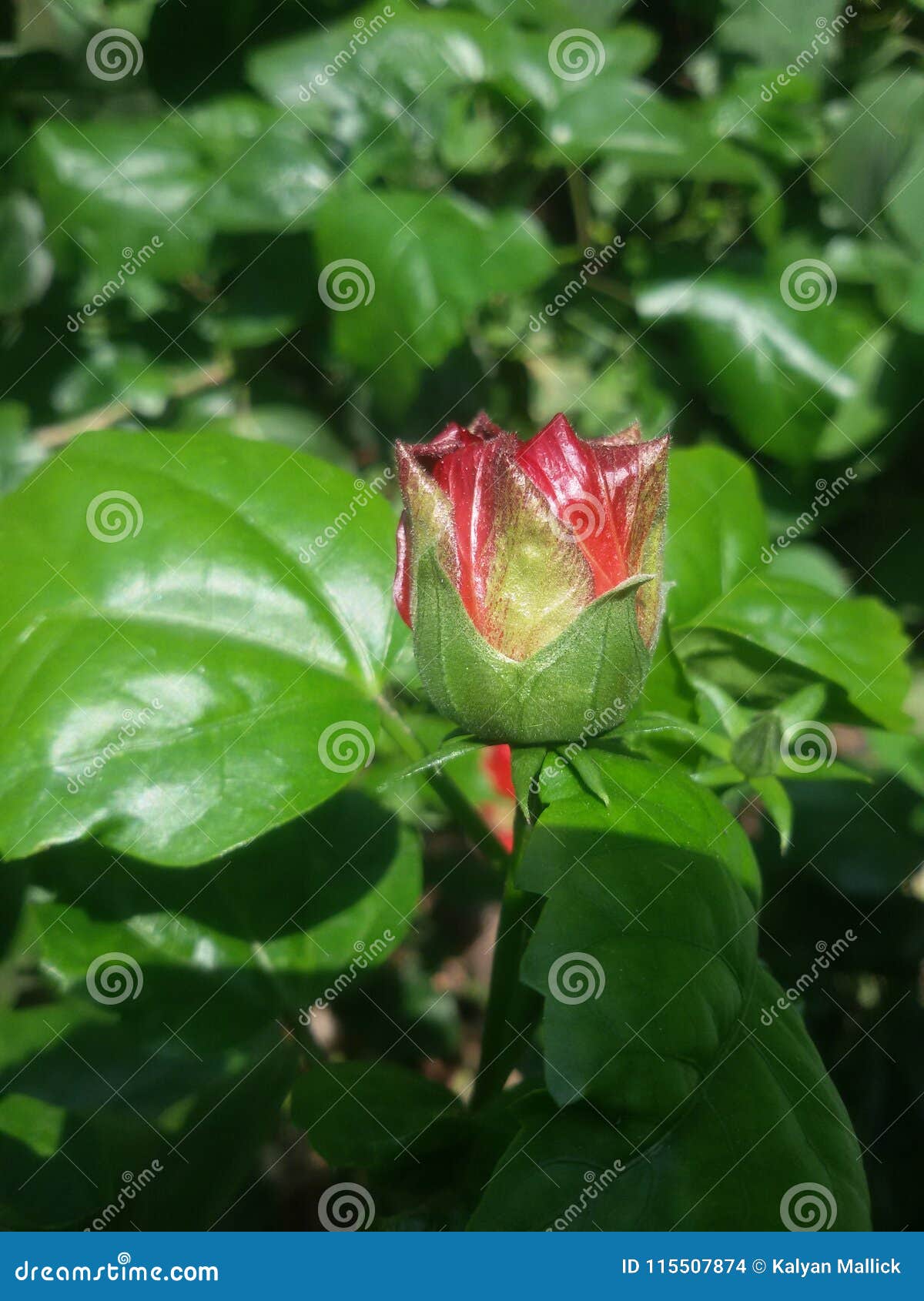 Kali of joba stock photo. Image of joba, india, flower 115507874