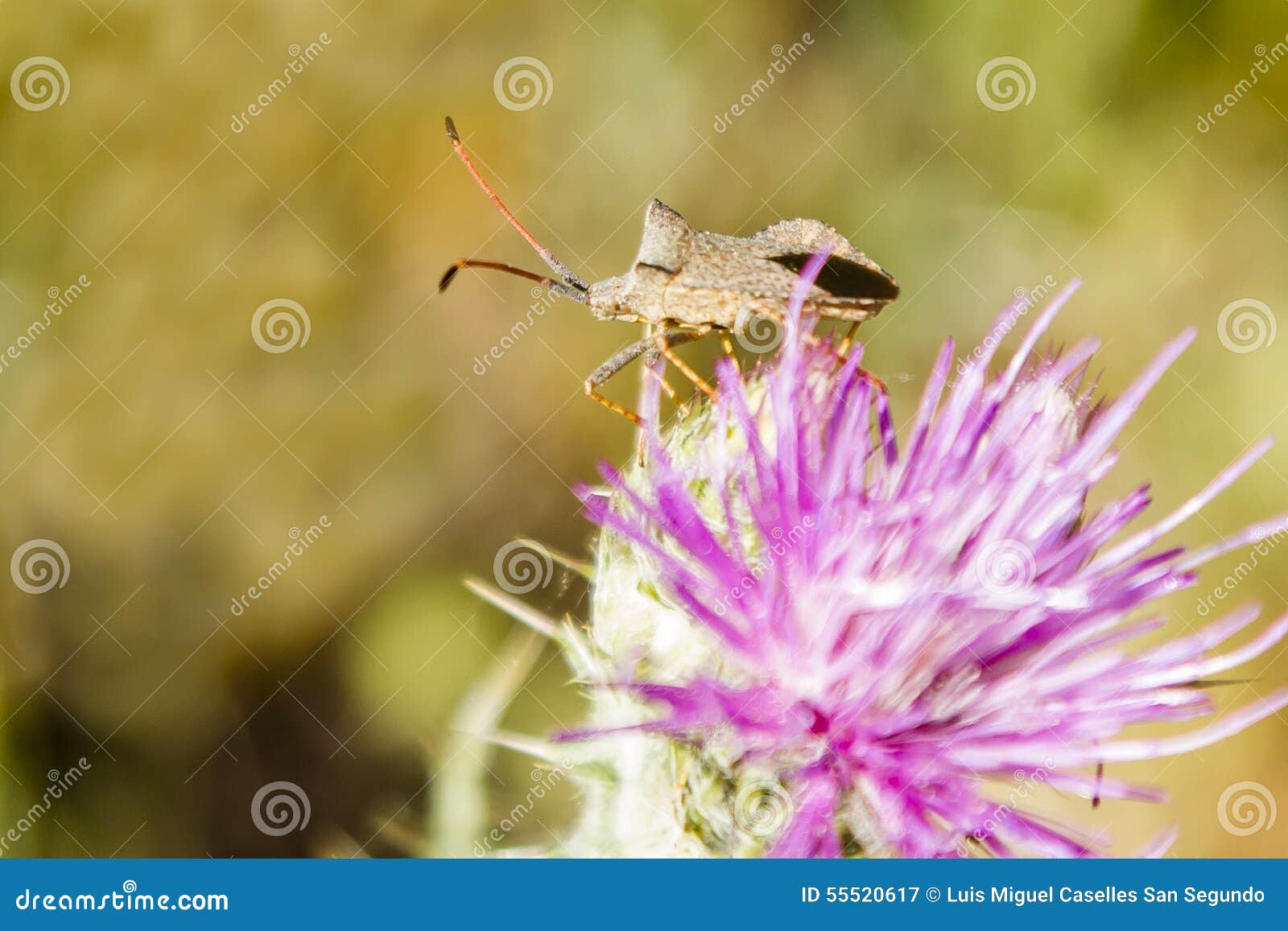 flower with insect
