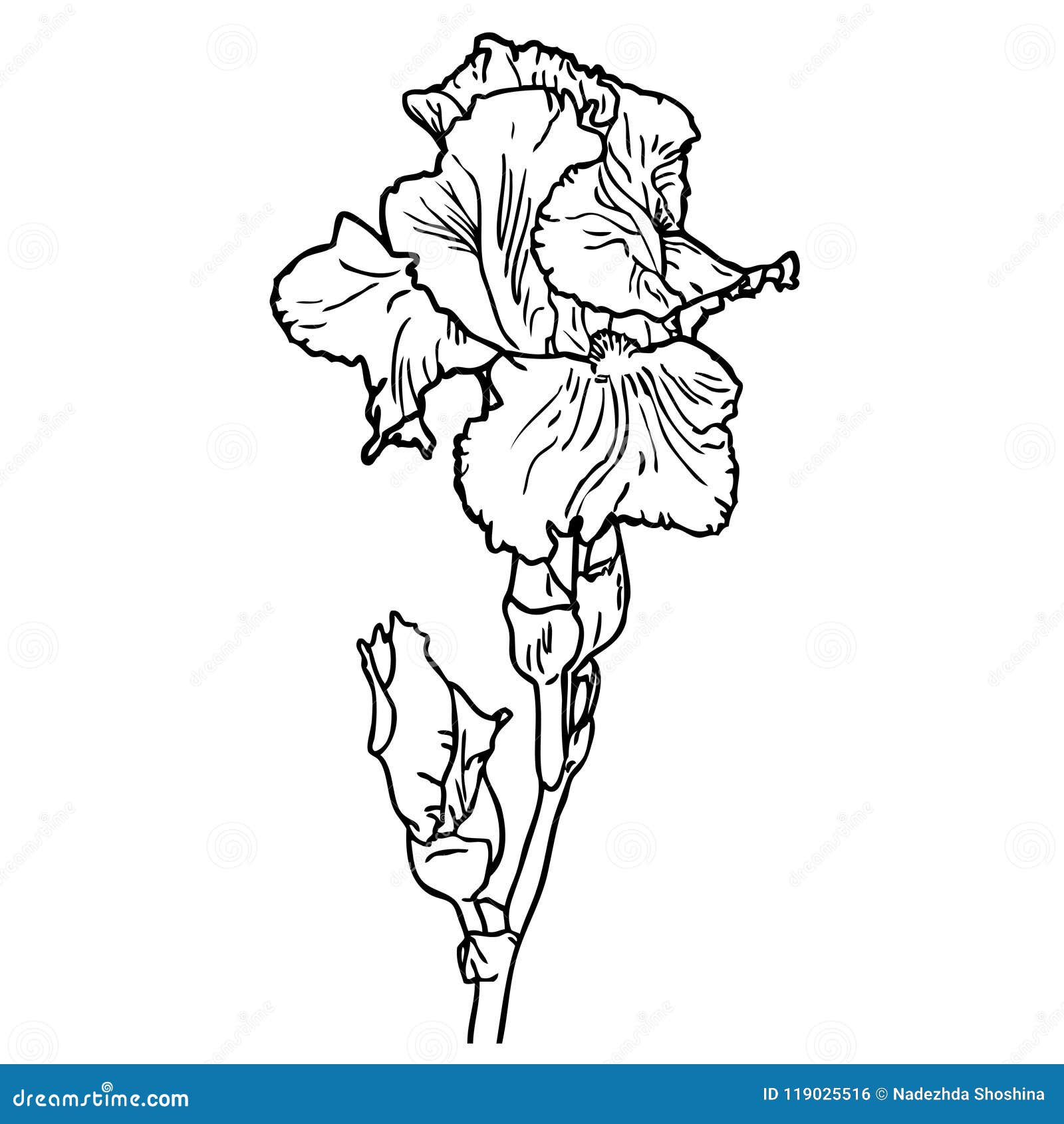 Flower of iris stock vector. Illustration of background 119025516