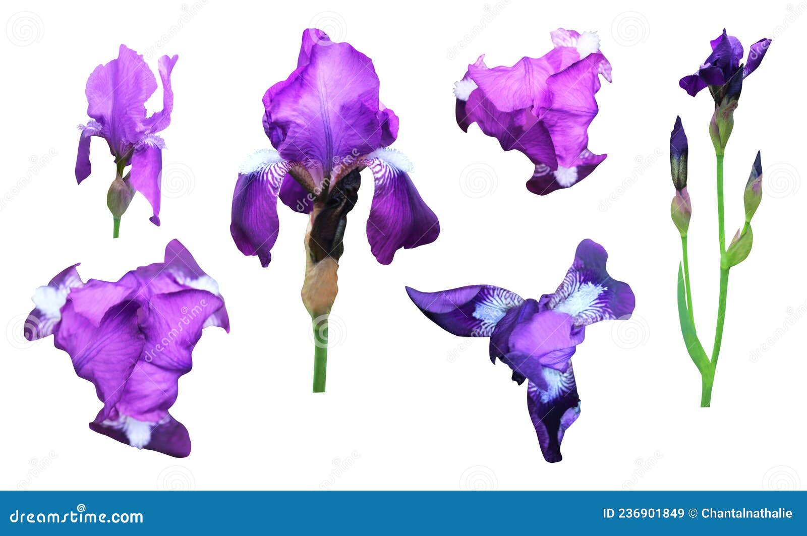 Iris Flower Clip Art Photos   Free & Royalty Free Stock Photos ...
