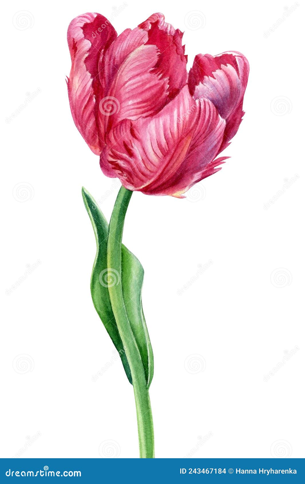 Flower on an Isolated White Background. Watercolor Illustrations Stock ...