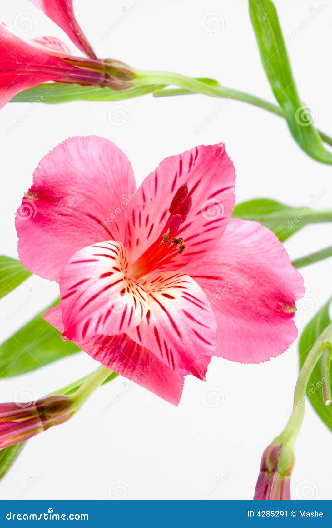 Flower Isolation on white stock image. Image of background 4285291