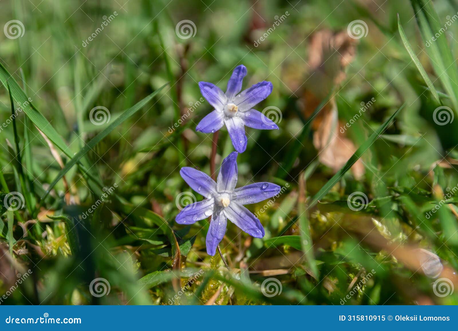 the picture shows a purple flower set against a backdrop of grass.