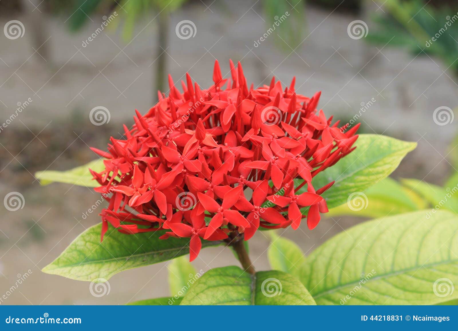 Flower stock image. Image of trees, tropical, fauna, nectar 44218831