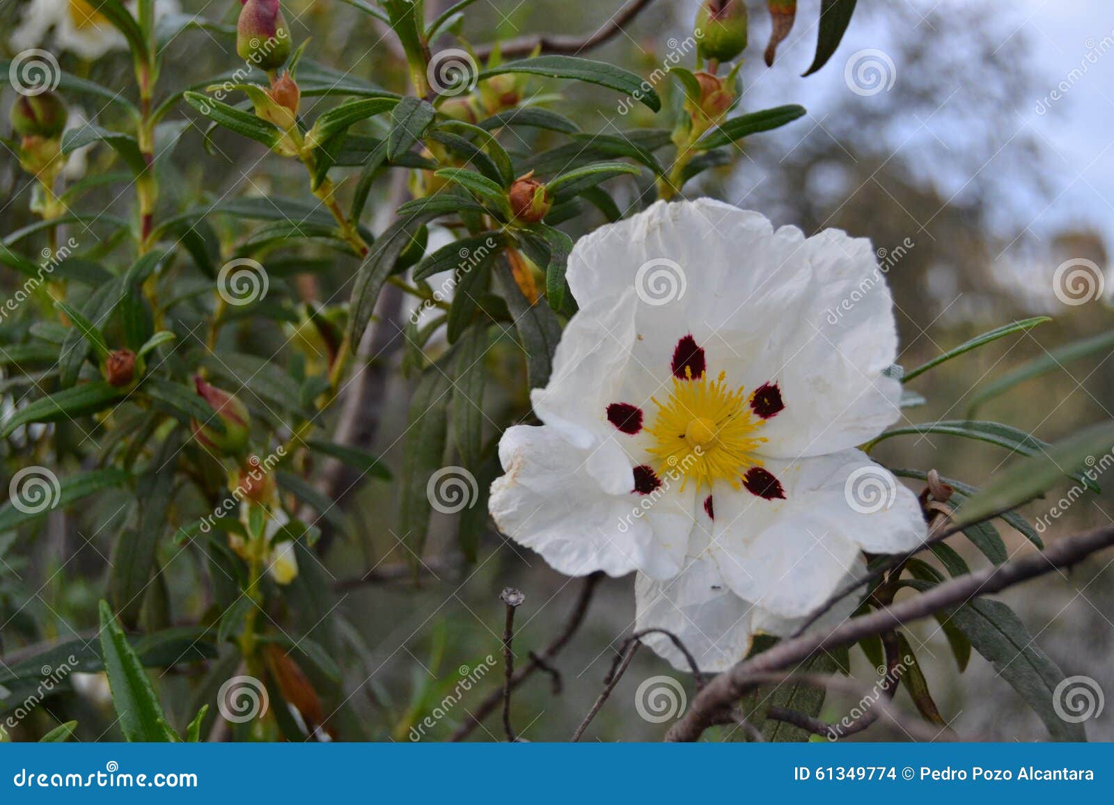 flower jara