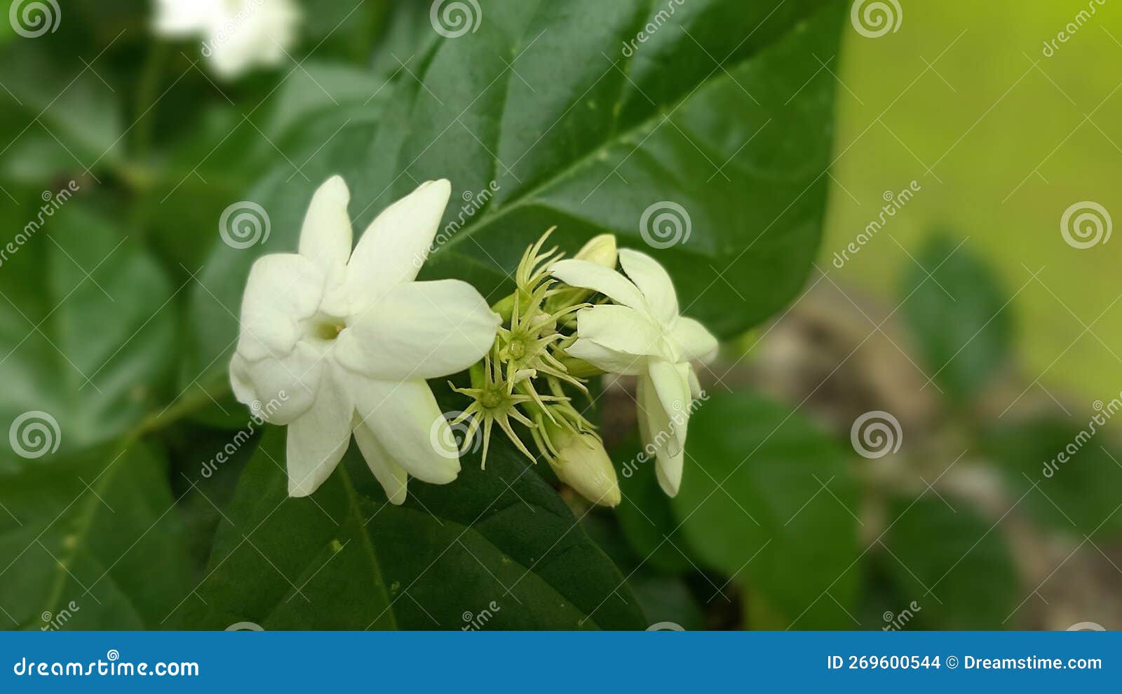 Flower jasmine white stock photo. Image of leaf, blossom 269600544