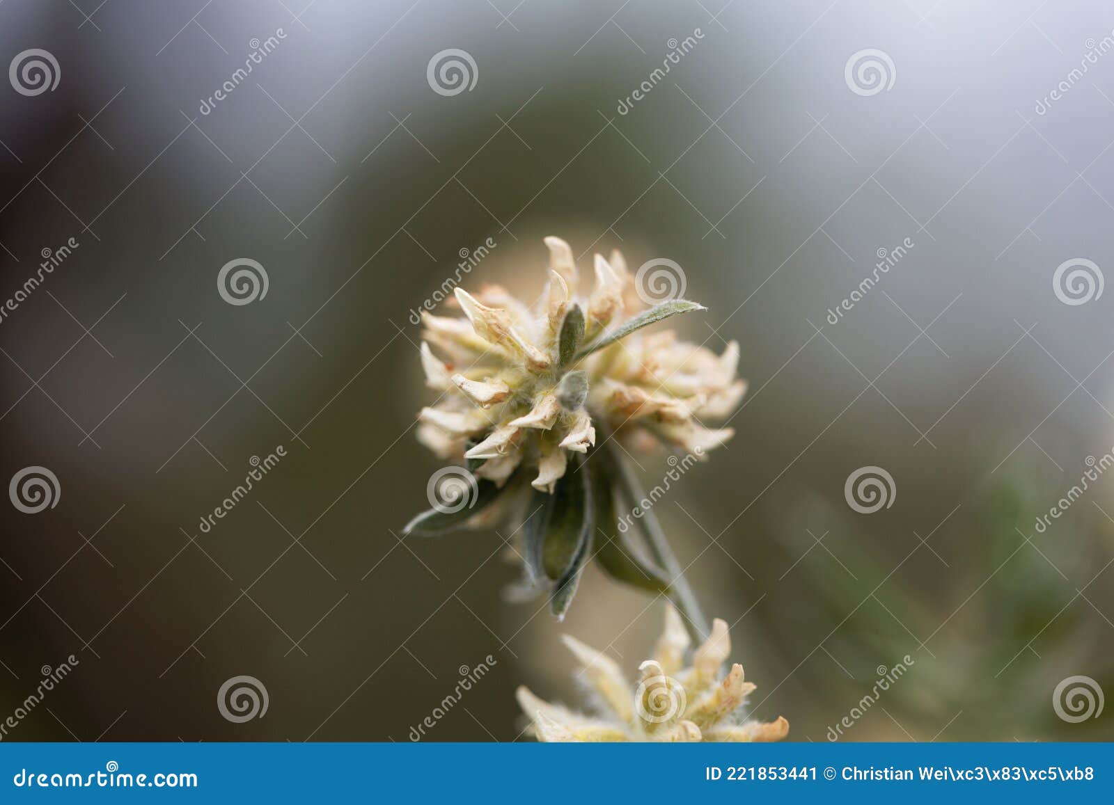 flower of a jupiter beard, anthyllis barba jovis