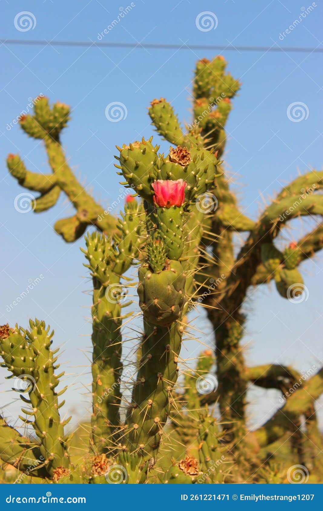 flower kaktus on tree spanien  alicante