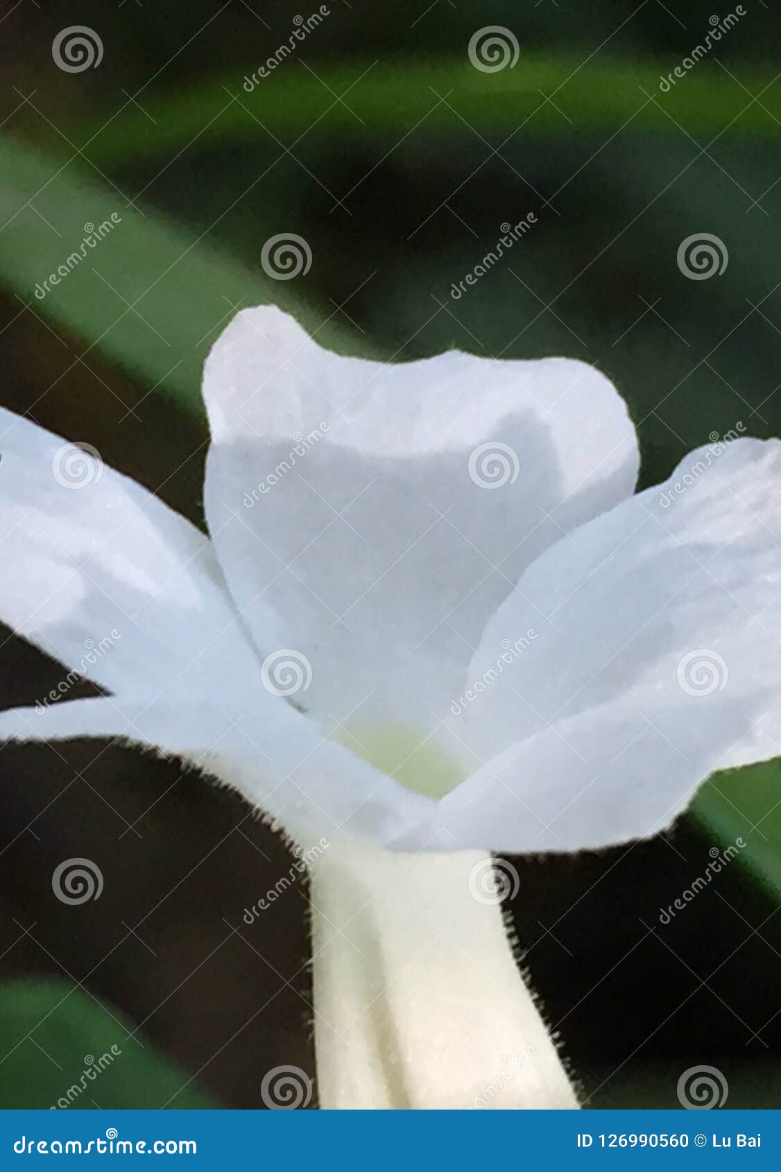 Flower stock photo. Image of white, kauai, hawaii, flower 126990560