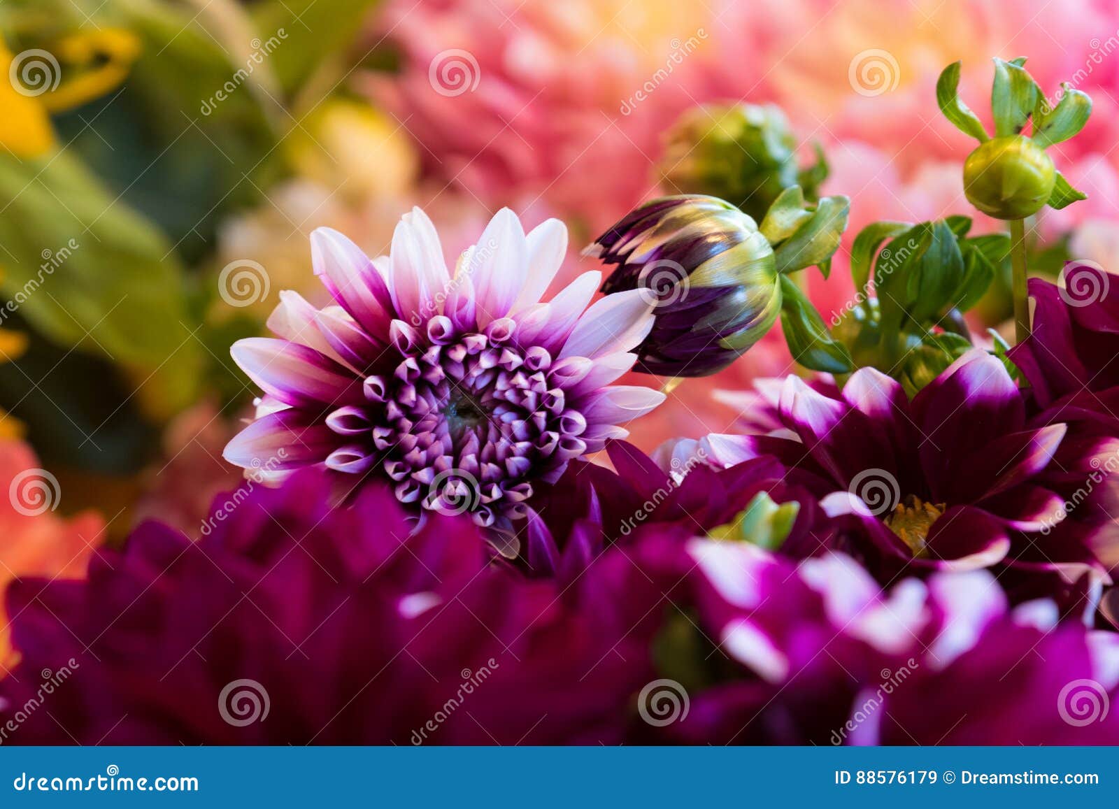 Flower Kisses Make Them Bloom Stock Image - Image of marketplace ...