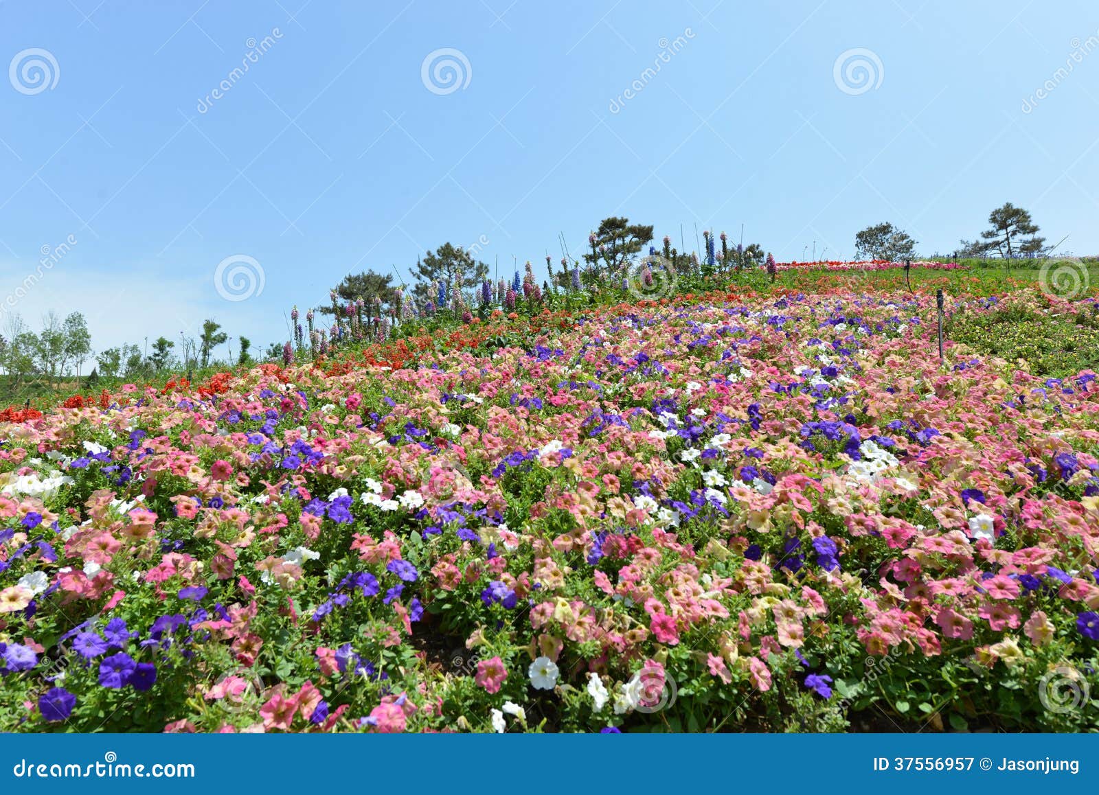 Flower land stock image. Image of park, heaven, barrier 37556957