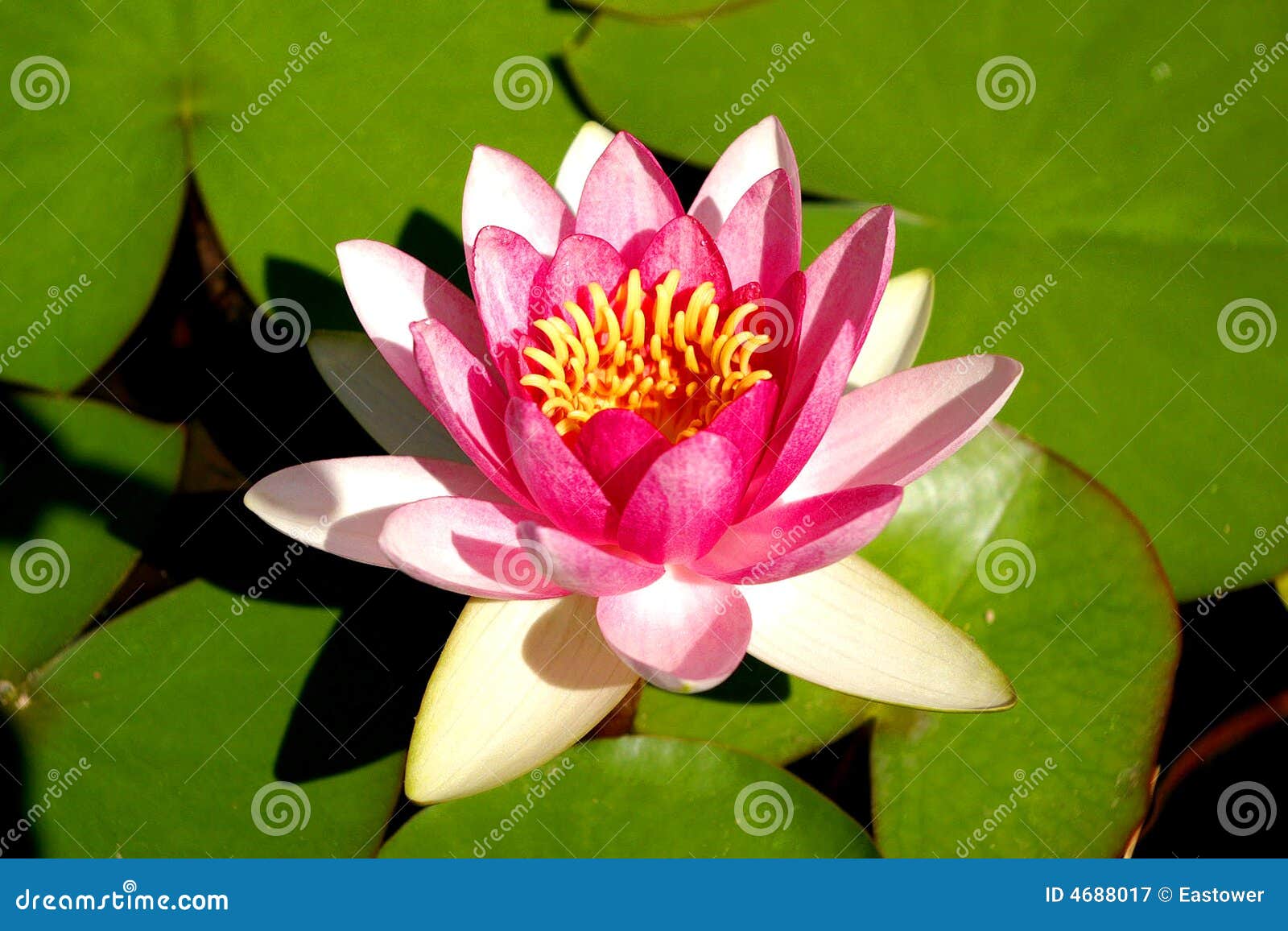 Flower and leaf stock image. Image of water, summer, blossom 4688017