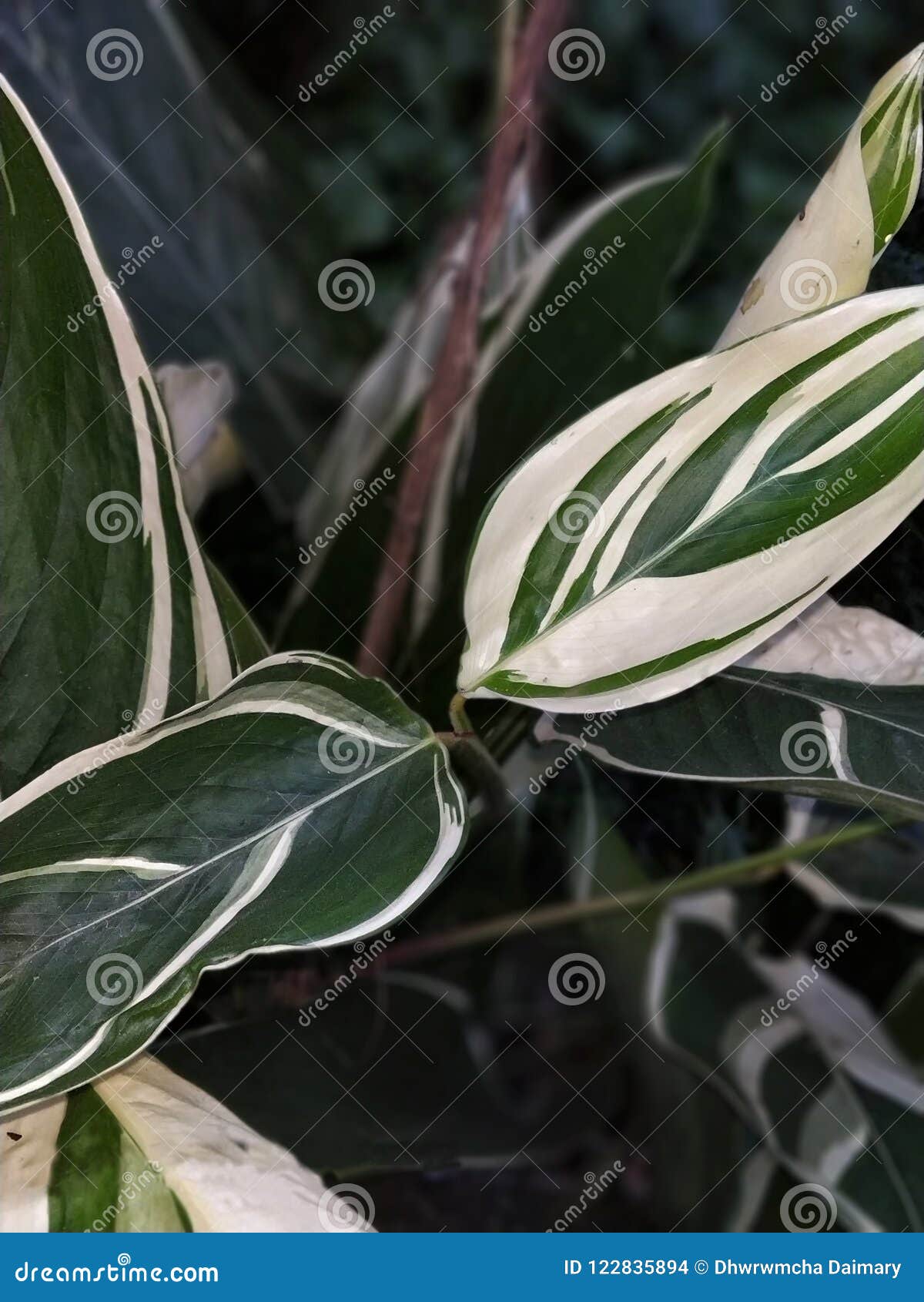 Flower leaf stock photo. Image of water, pink, tree - 122835894