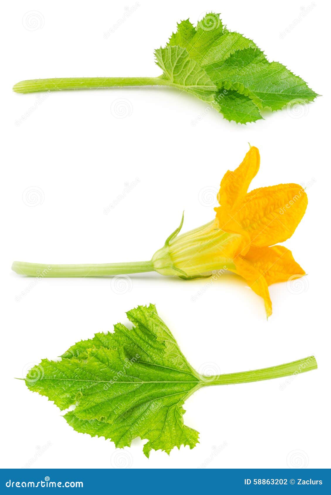 Flower and Leaf of Zucchini Isolated Stock Photo Image of background