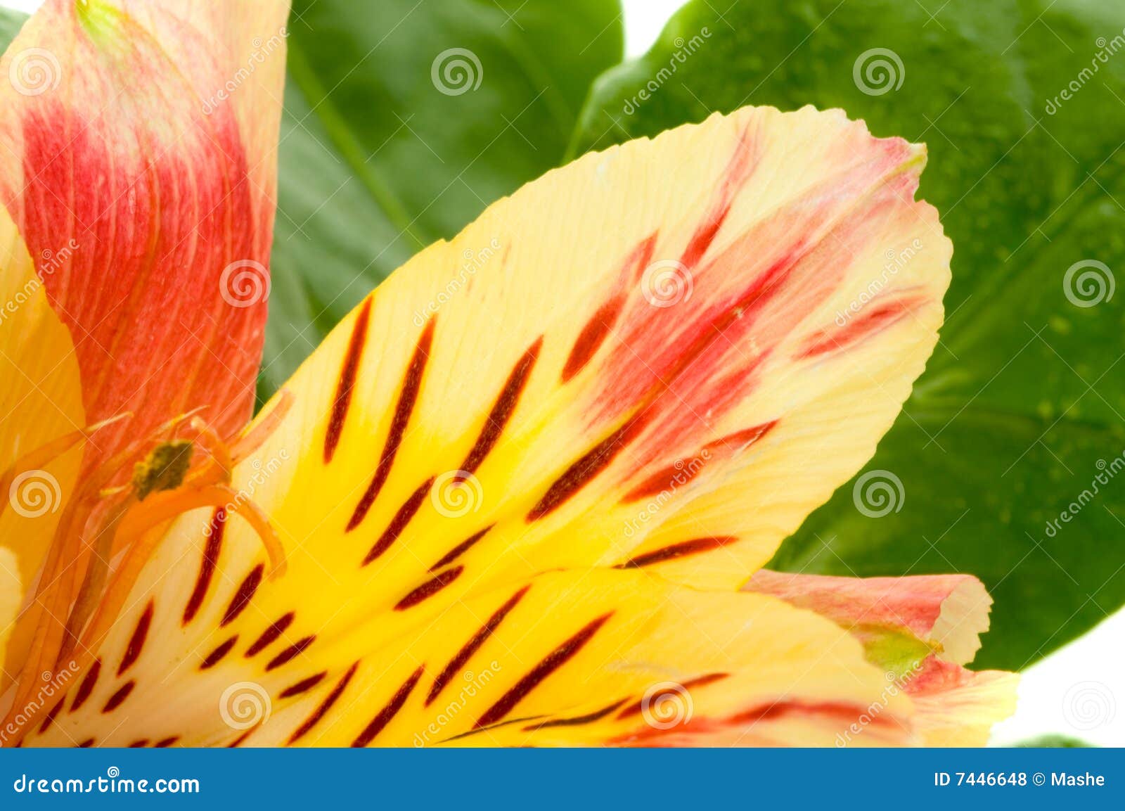 Flower and leaves. stock photo. Image of flower, grass 7446648