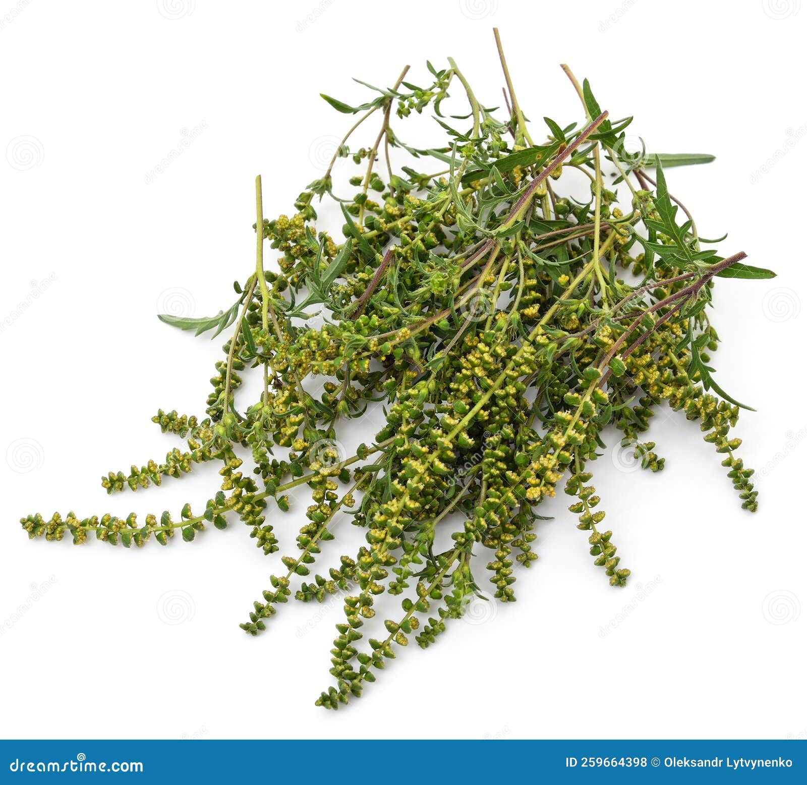 Flower and Leaves of Ambrosia Stock Photo Image of natural, leaf