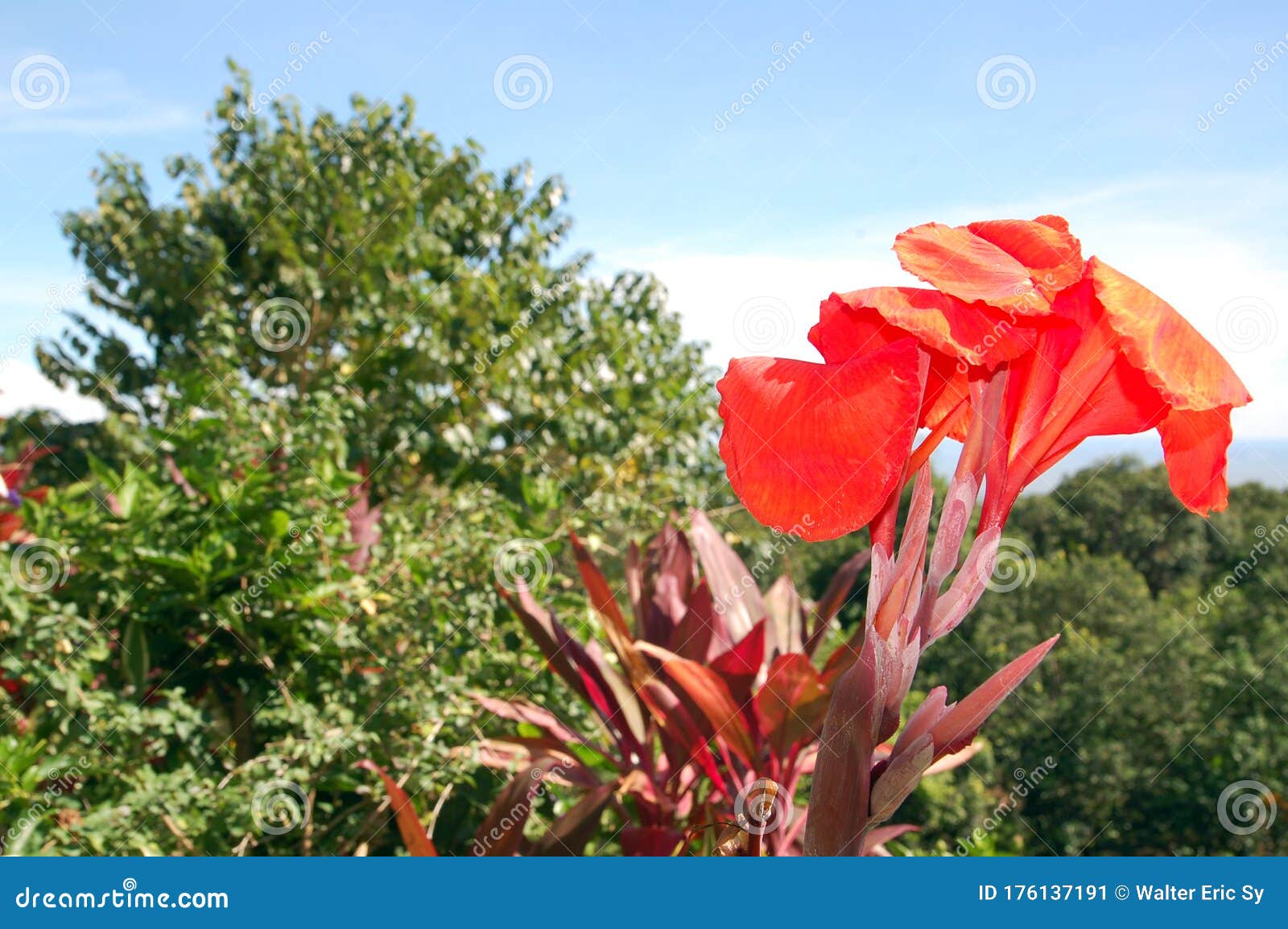 Flower and Leaves at Antipolo, Rizal, Philippines Stock Image Image