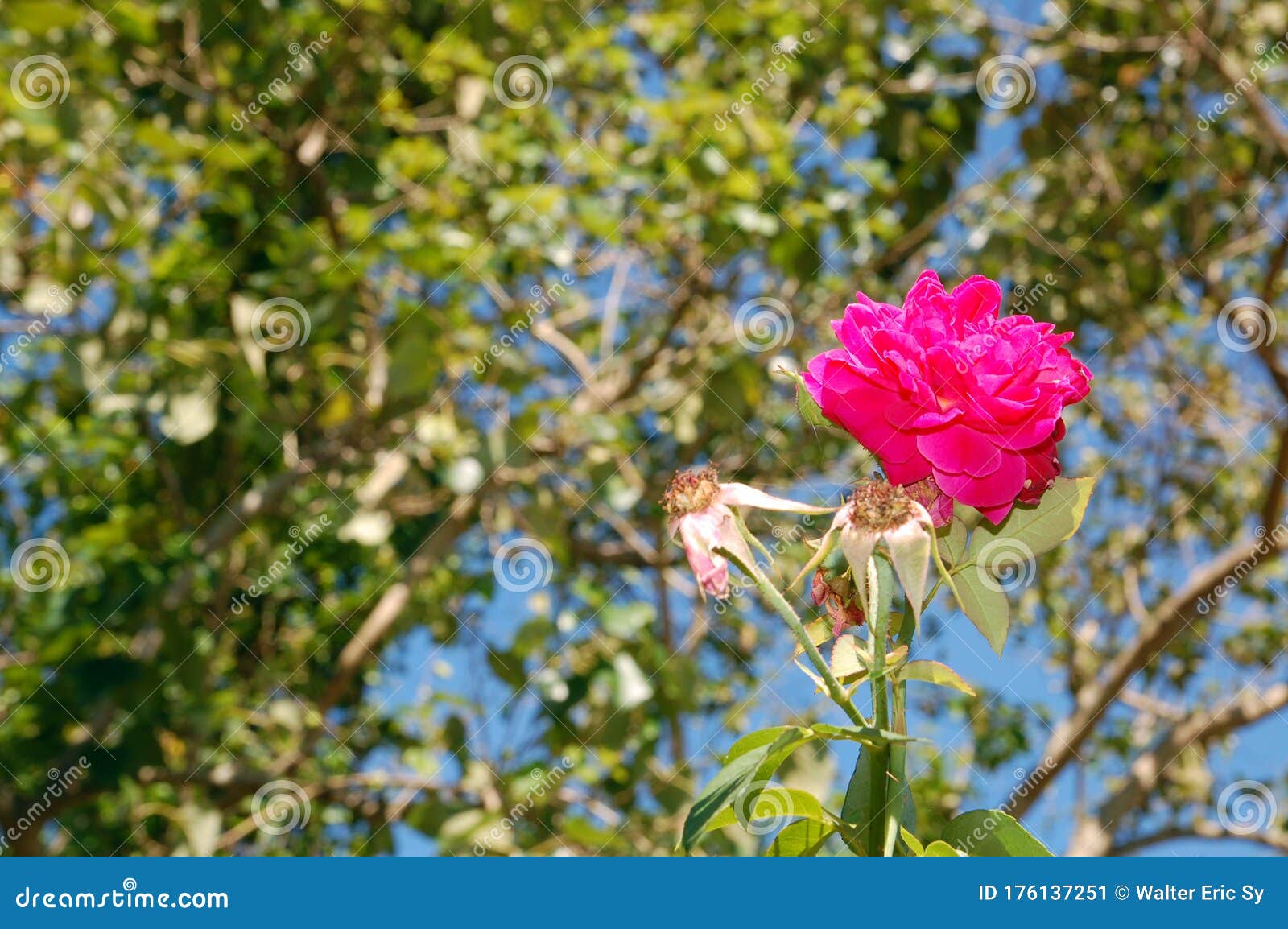 Flower and Leaves at Antipolo, Rizal, Philippines Stock Image Image