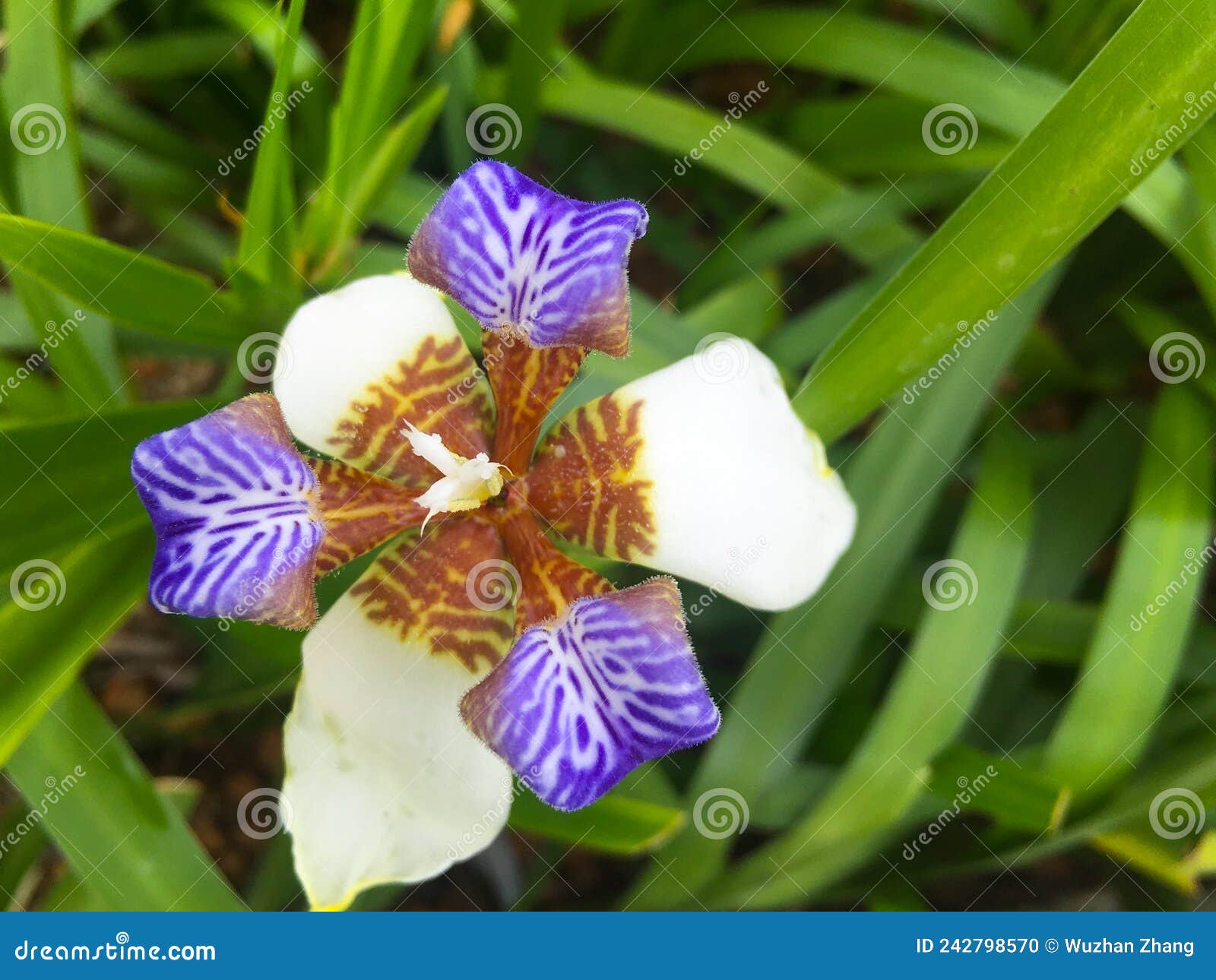 Flower Leaves Background Blue Flower Background Stock Photo Image of