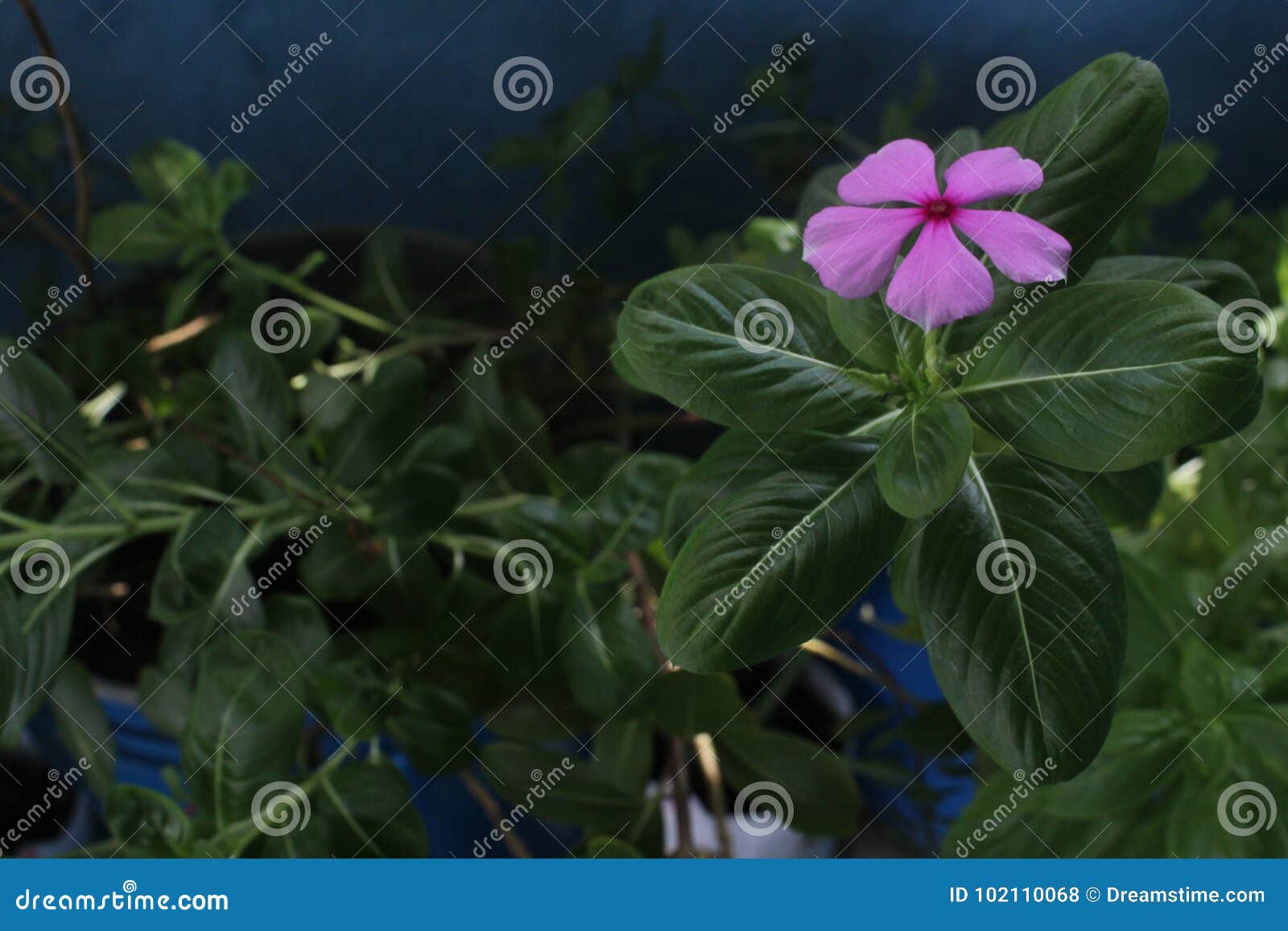 flower pots and leaves