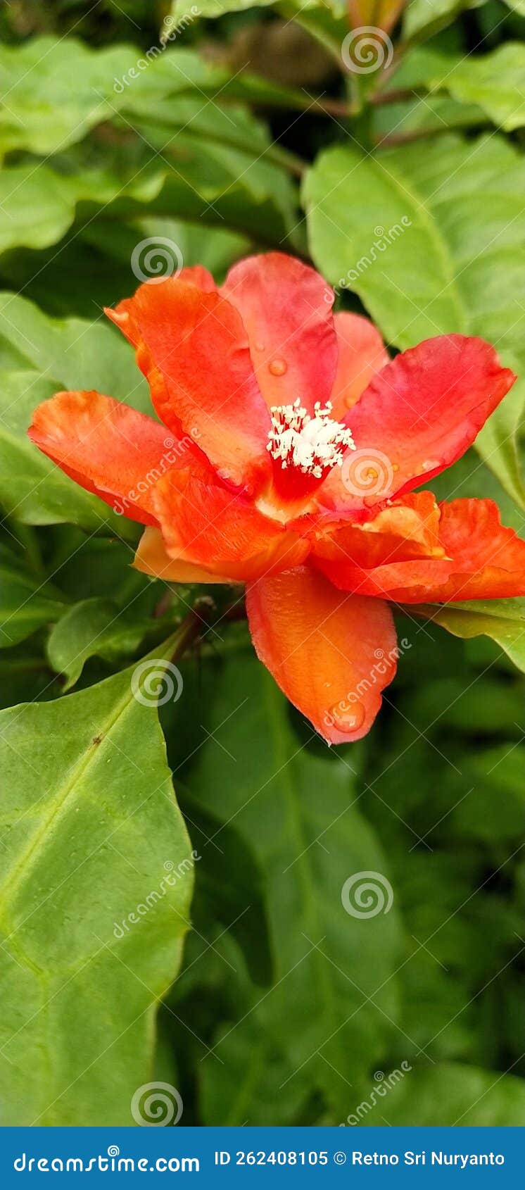Flower Leaves Rainy Red Grass Stock Image Image of flower, rainy