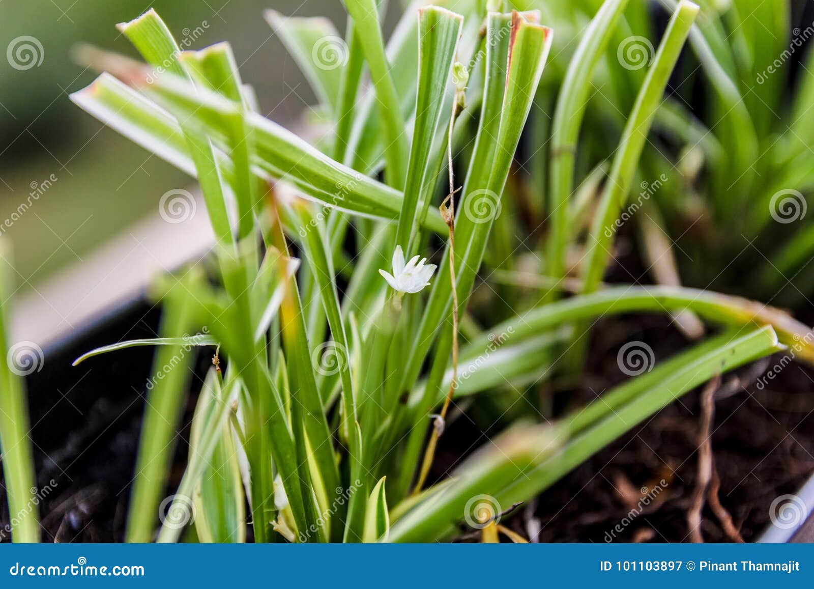 Lemon grass flower. stock image. Image of fresh, aroma 101103897