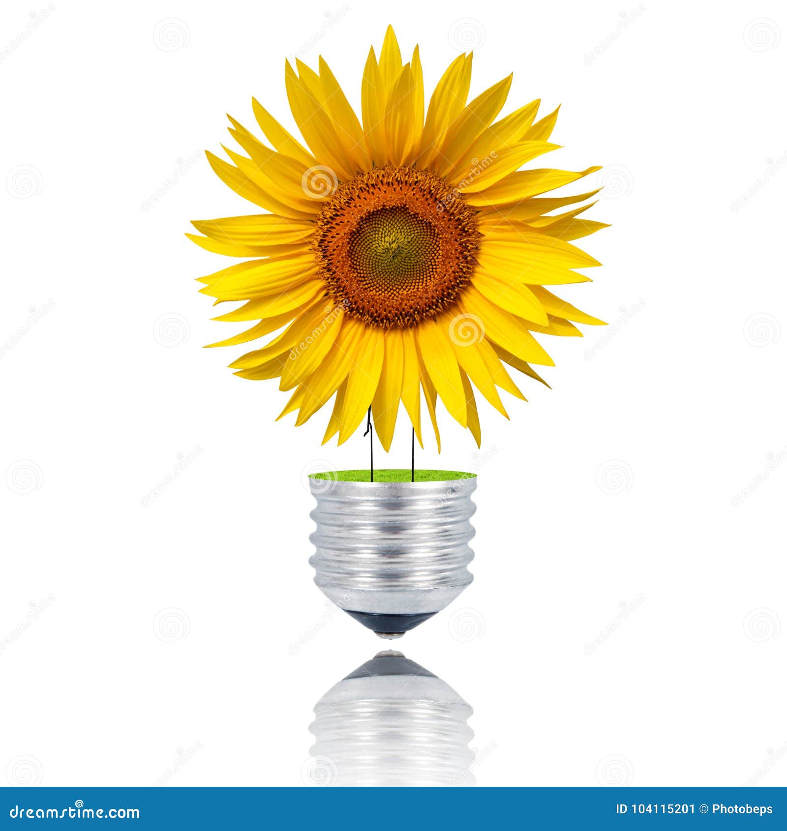 Flower Light Bulb on White Background Stock Image Image of light