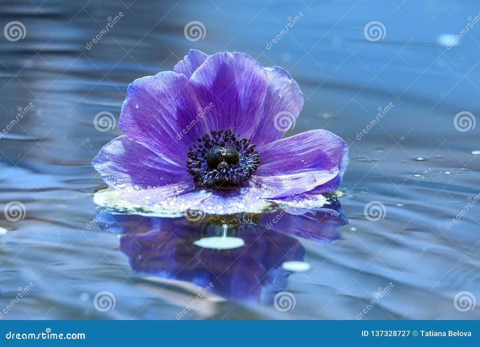 Flower of a Lilac Anemone on Water Surface Stock Image Image of bloom