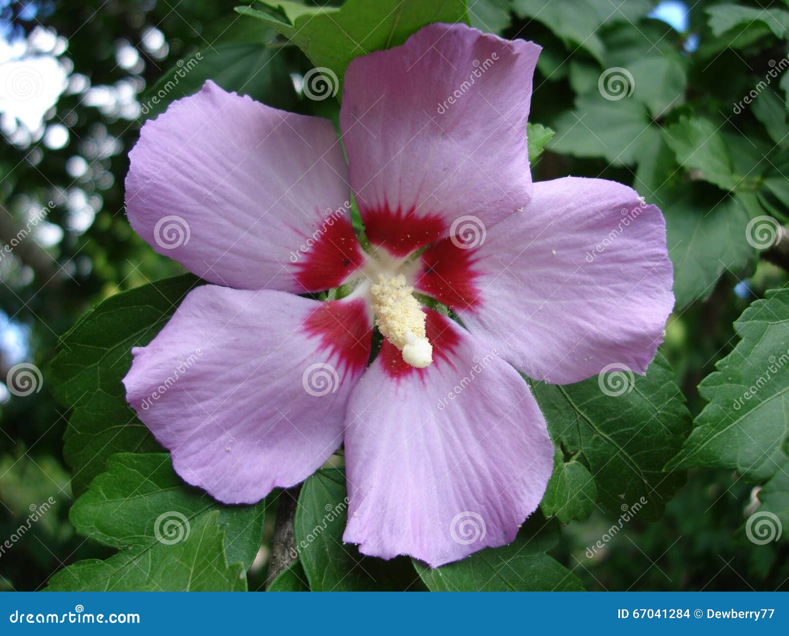 Flower Of A Lilac Hibiscus Stock Photo Image Of Nature