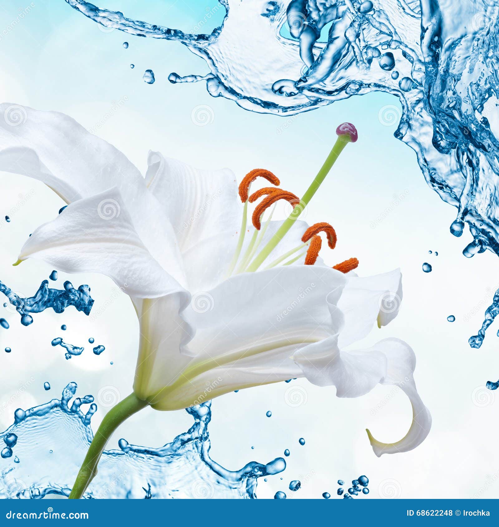 Flower Lily on a Background of Water Splash Stock Photo - Image of wild ...