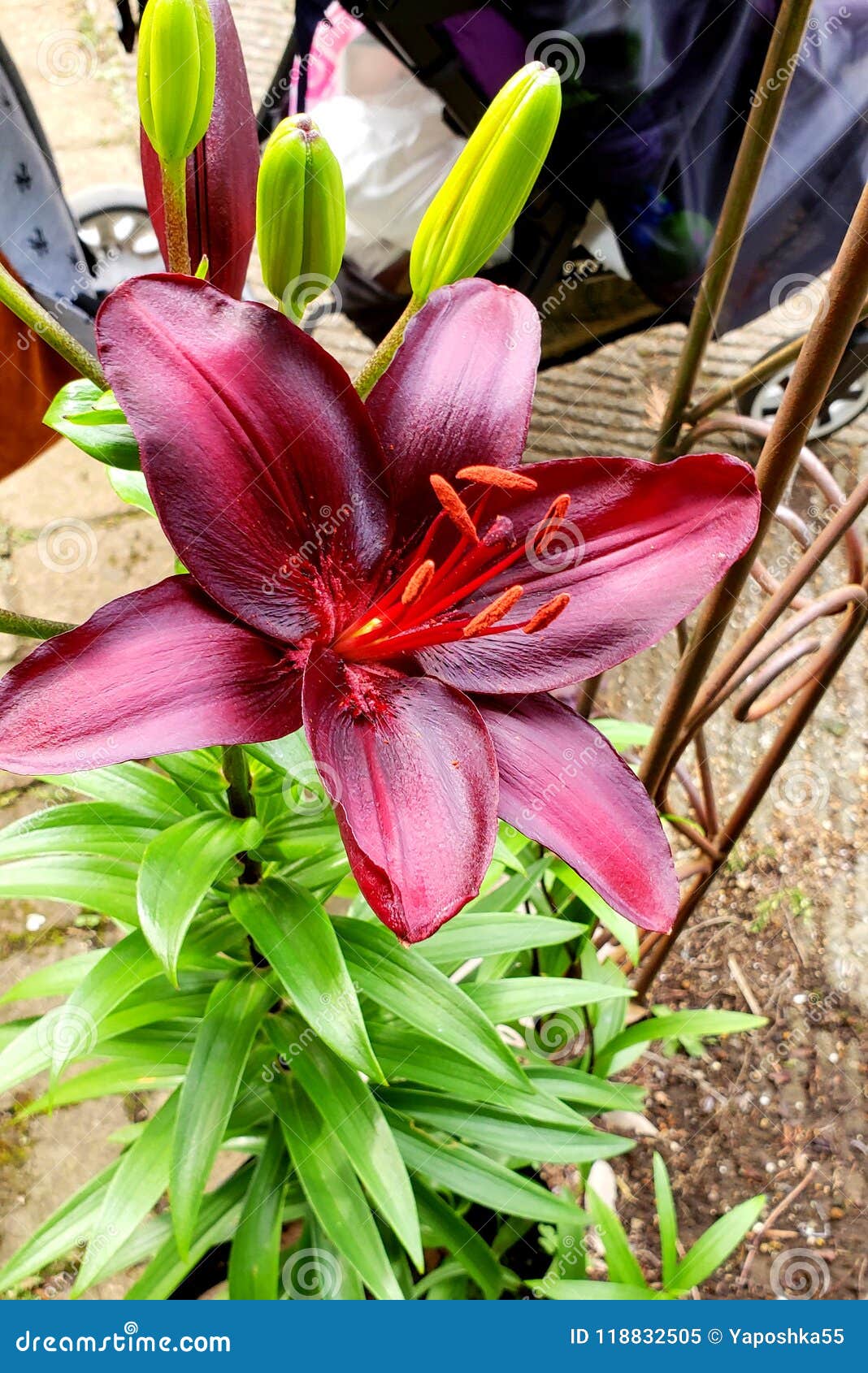 Dark lily stock image. Image of flower, japan, lily 118832505