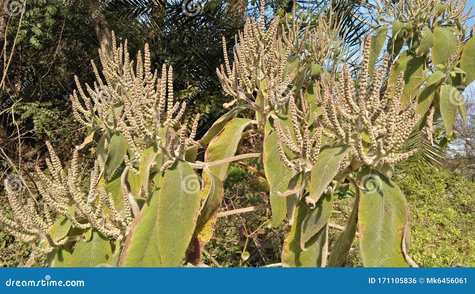 Flower Look Like Octopus Tentacles Stock Photo Image of environmental