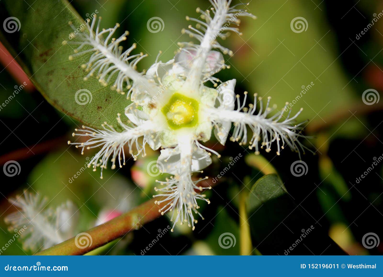 Flower of Lophostemon Confertus, Brisbane Box, Brush Box Stock Image