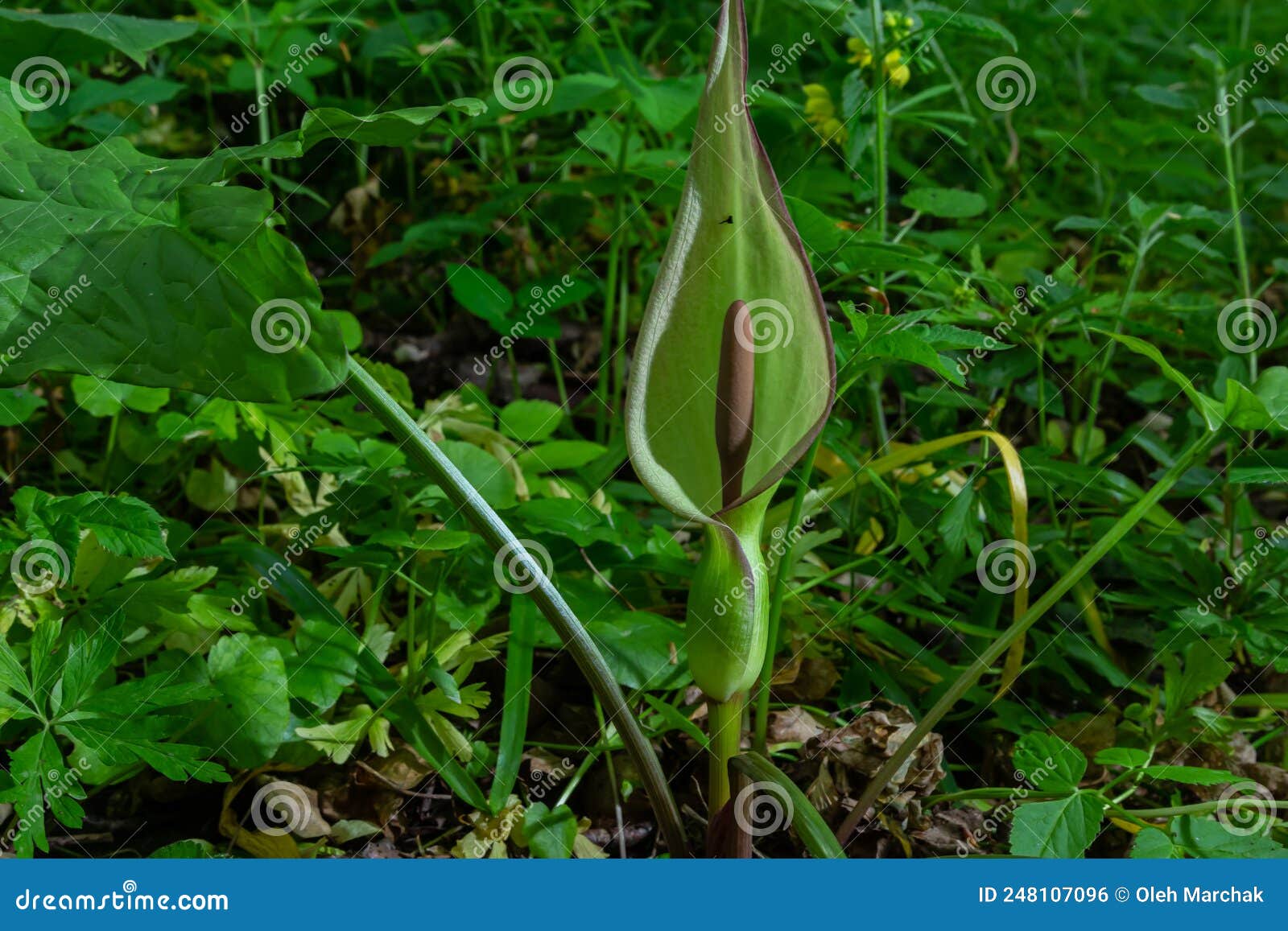 Flower of Lord and Ladies or Snakeshead Plant, Arum Maculatum Stock ...