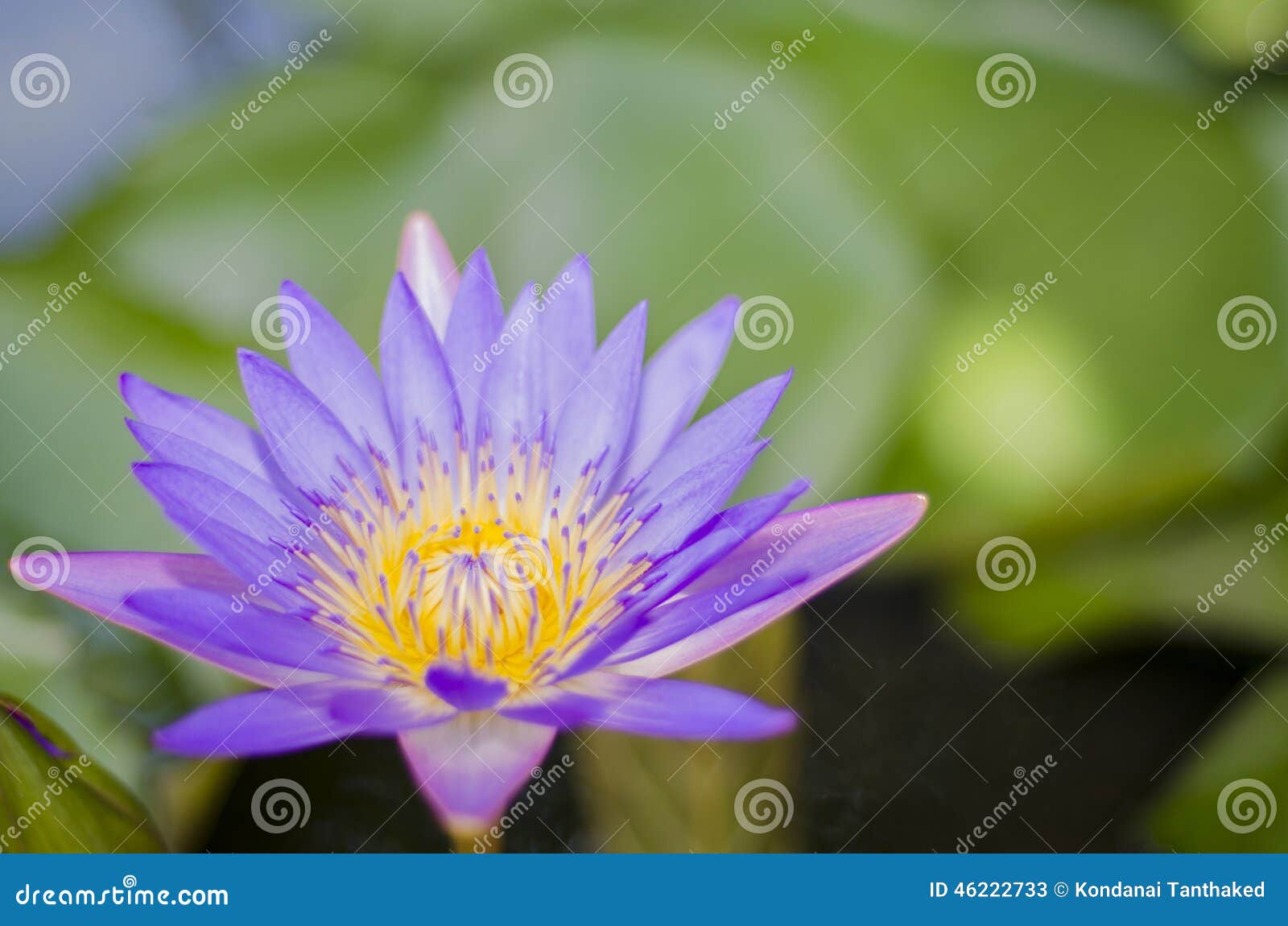 Flower lotus violet stock image. Image of short, bright 46222733