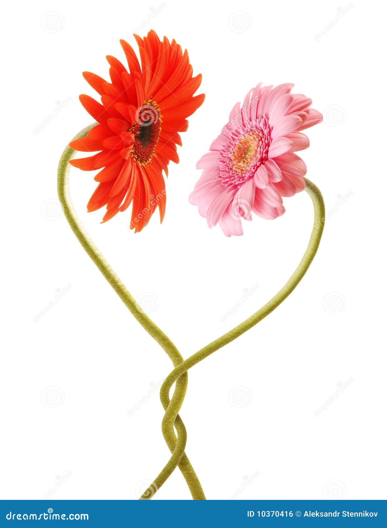 Love flower Stock Photo free download