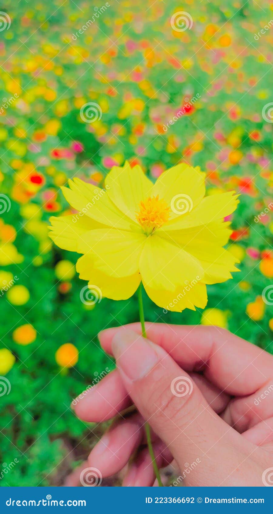 Flower and love stock photo. Image of flower, produce 223366692